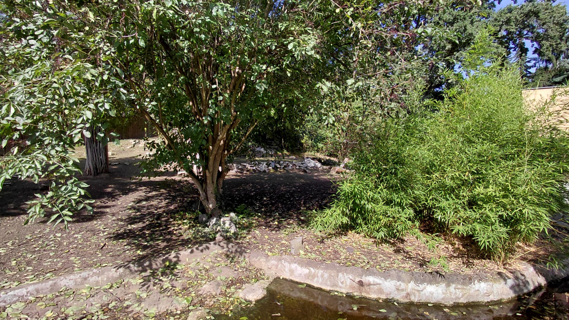 Pygmy hippo outdoor exhibit