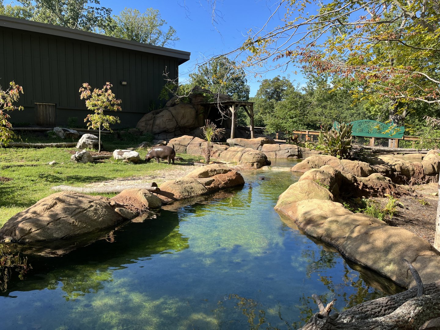 Pygmy Hippo Outdoor Habitat