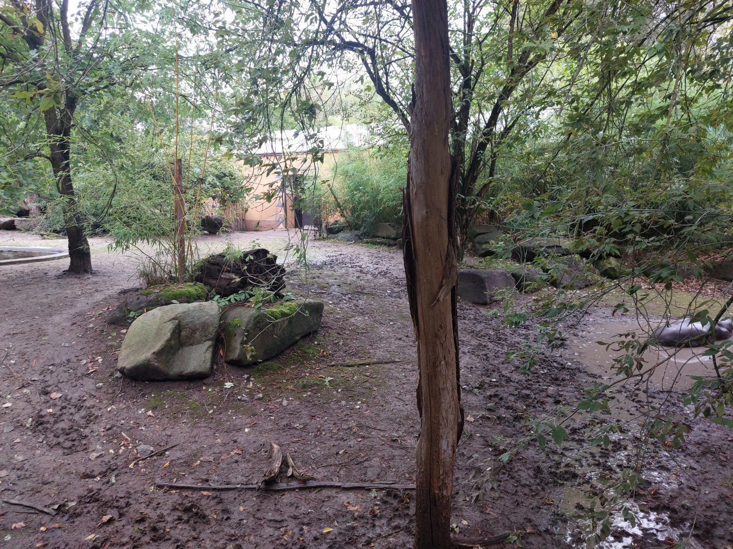 Pygmy hippo outdoors 1