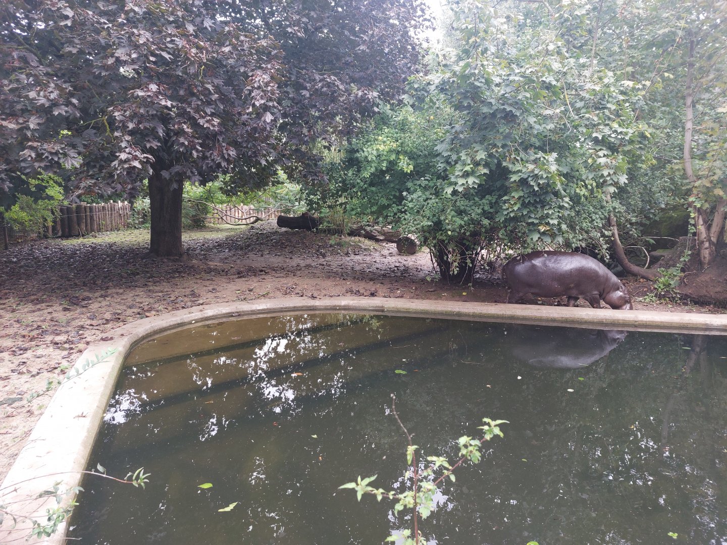 Pygmy hippo outdoors 2