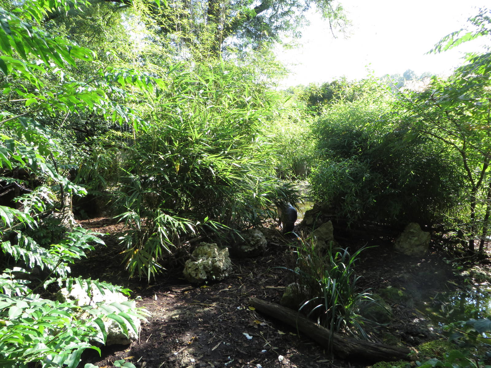 Pygmy hippo outdoors