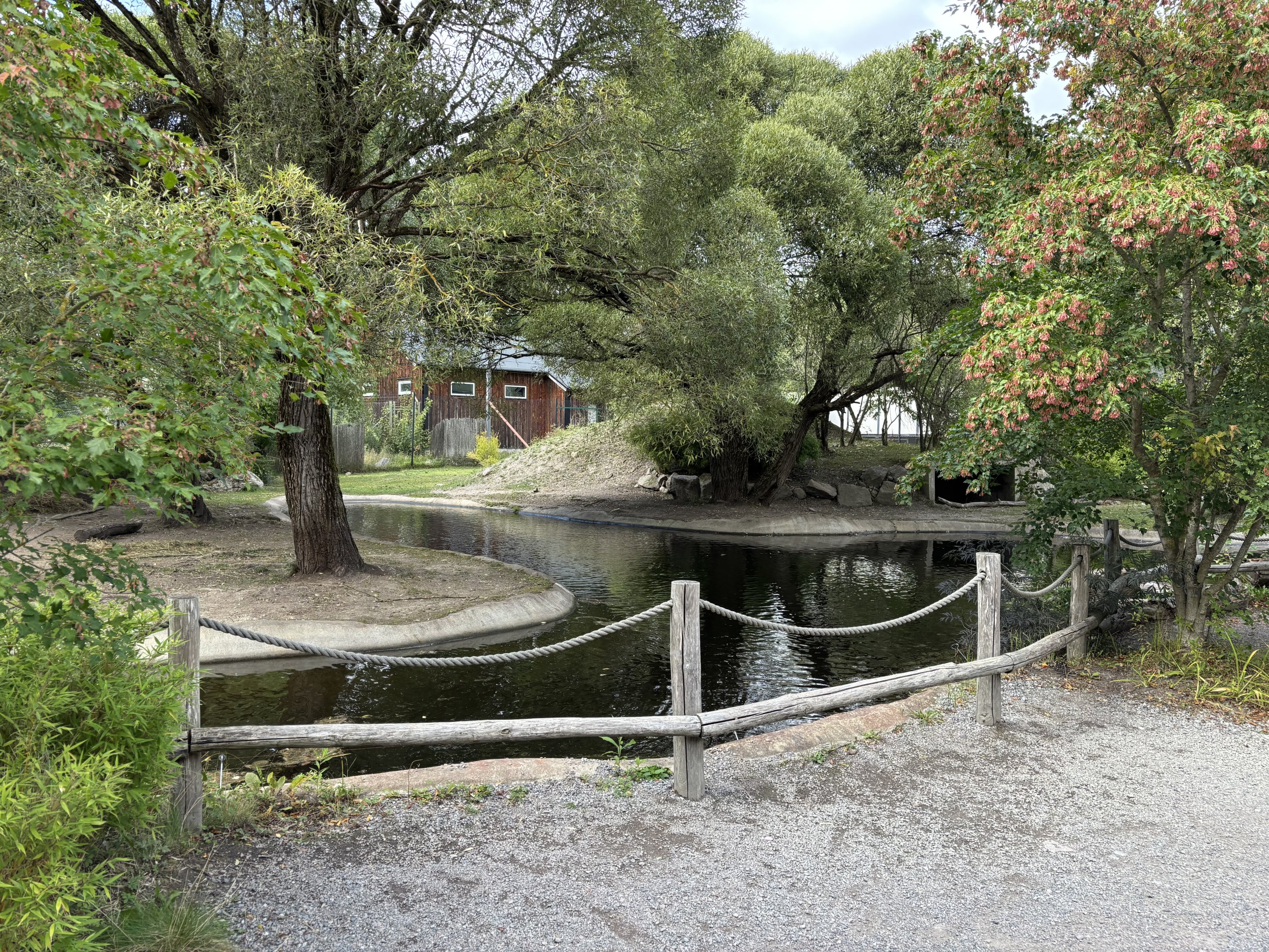 Pygmy hippo outdoors