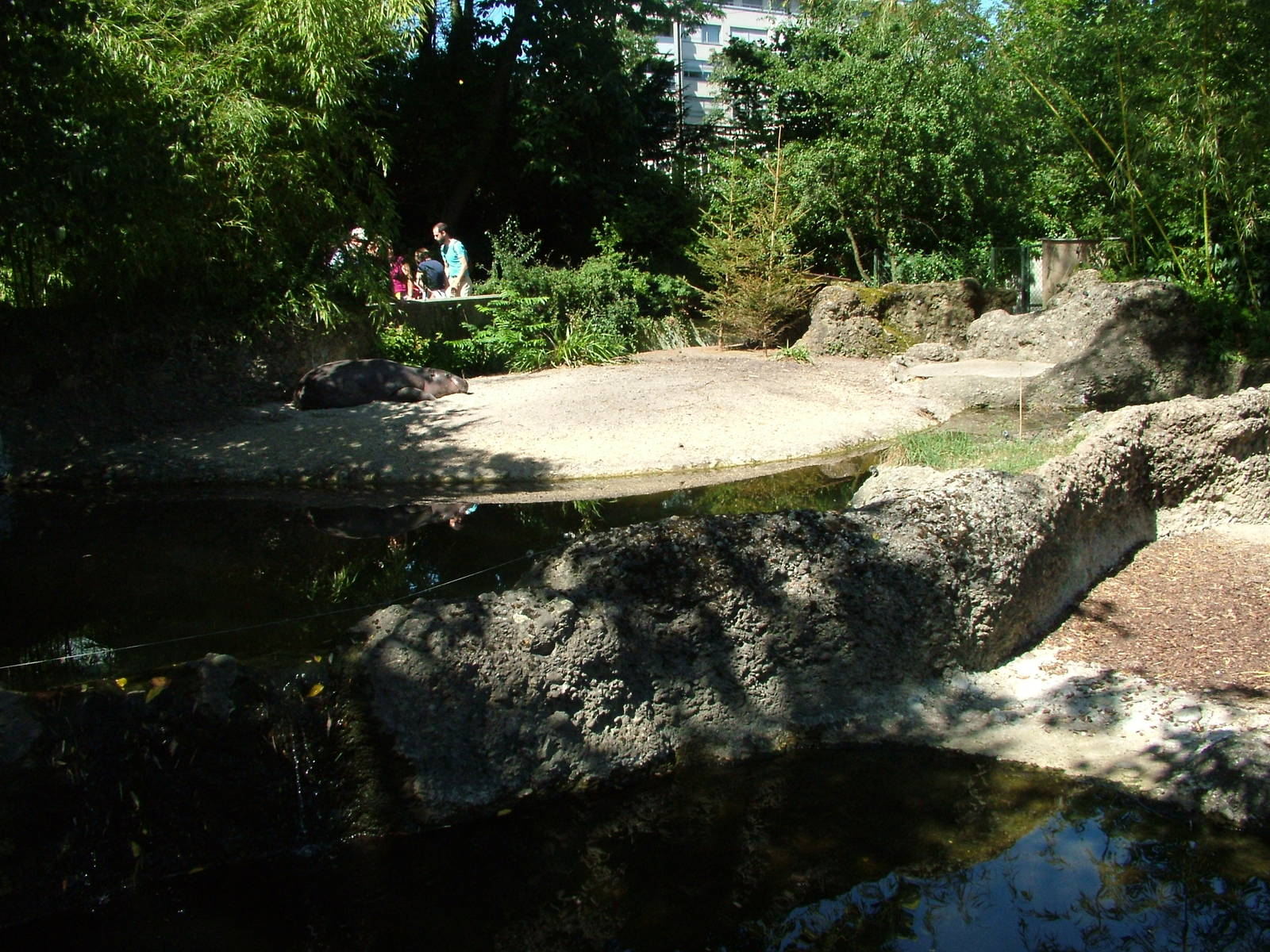 Pygmy Hippo pens at Basel Zoo 30/08/09