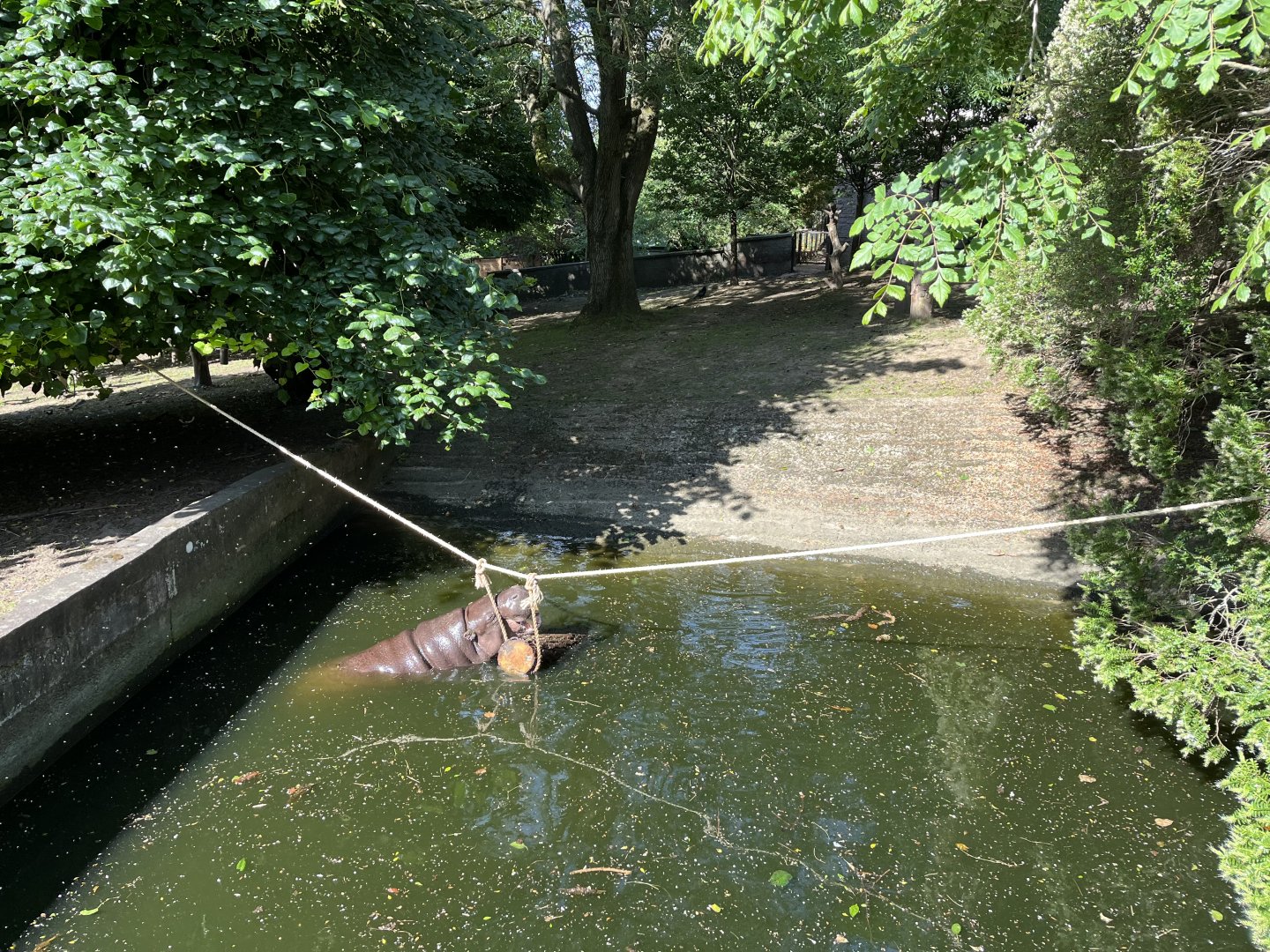 Pygmy hippo playing with enrichment 18.7.23