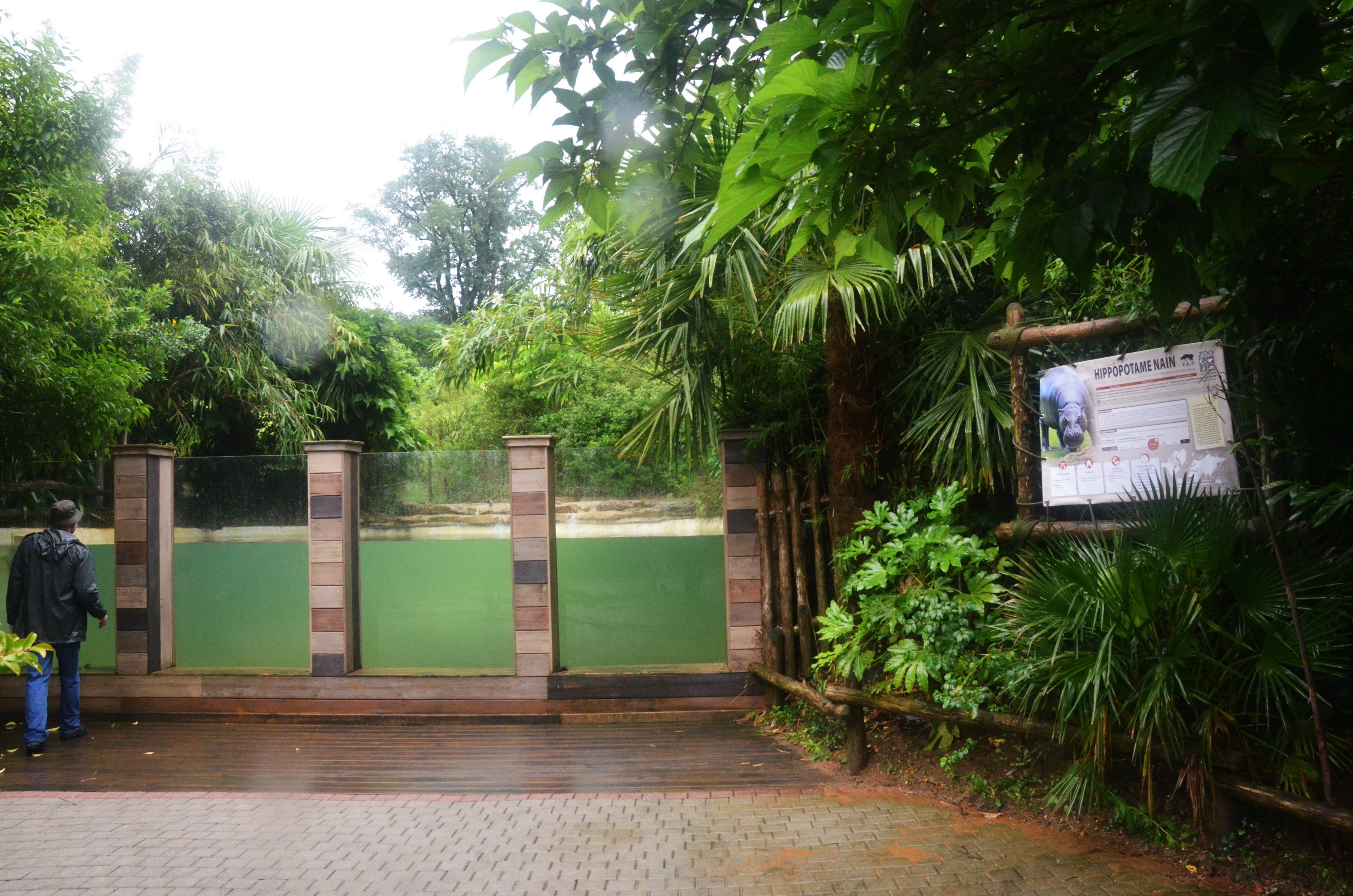 Pygmy Hippo Pool at La Flèche, 11/06/18