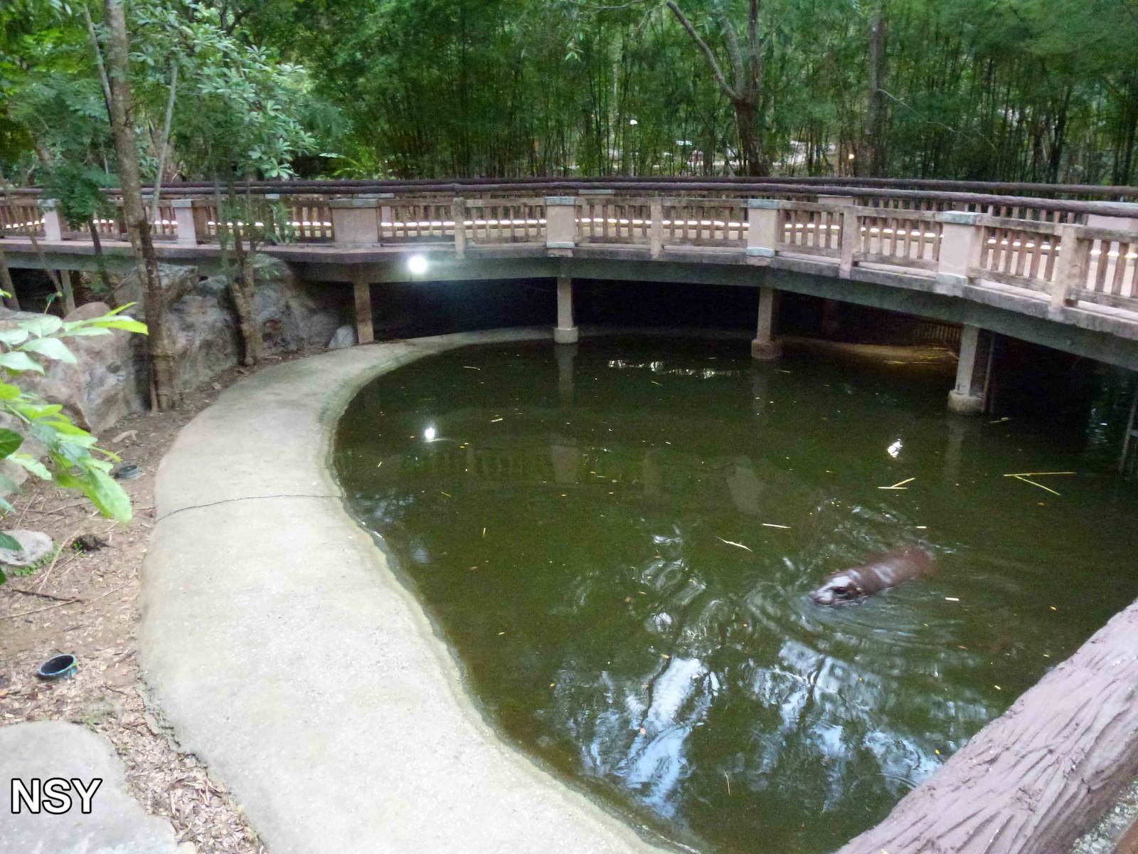Pygmy hippo pool, June 2013.