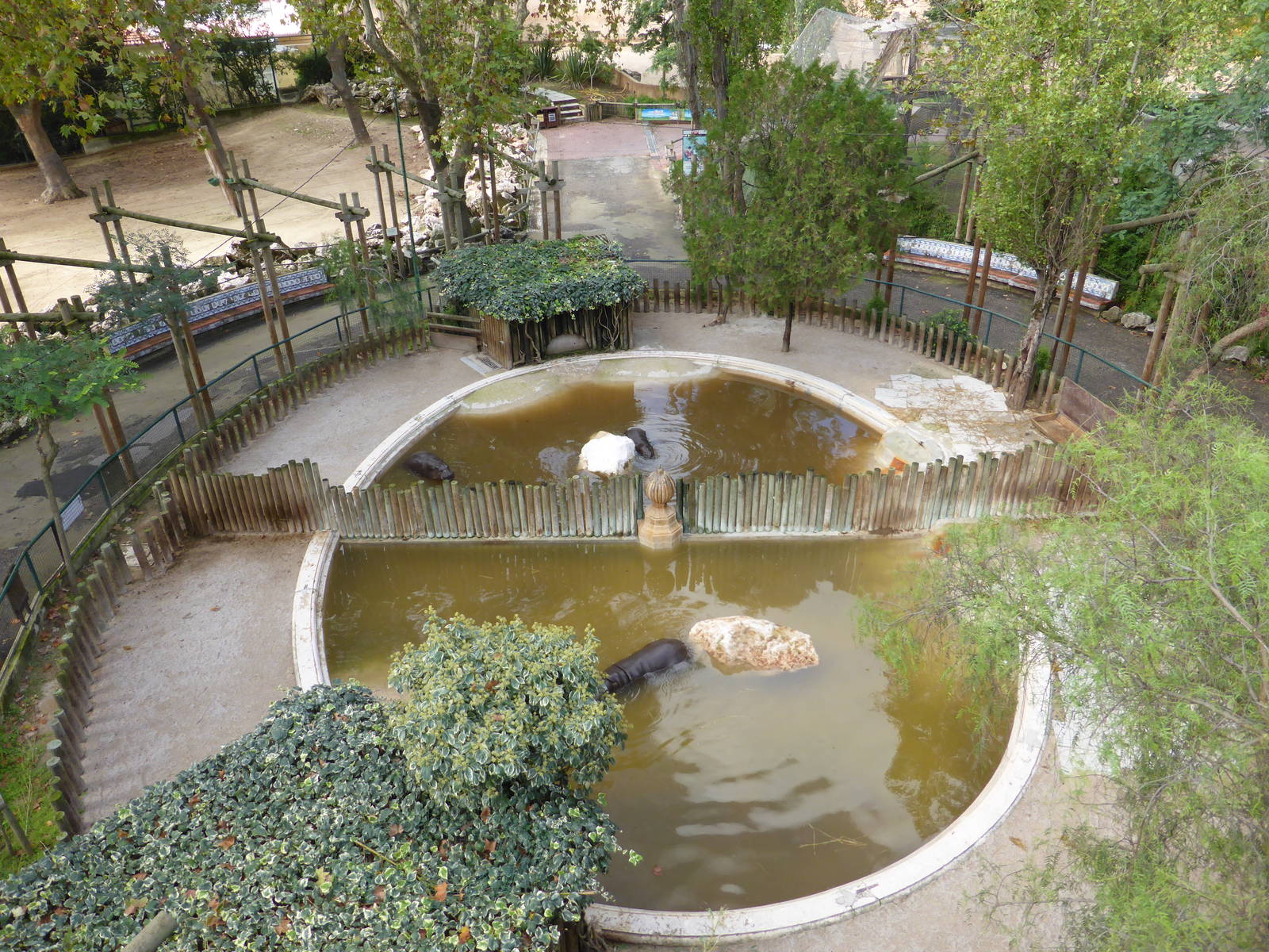 Pygmy hippo pools from Teleferico
