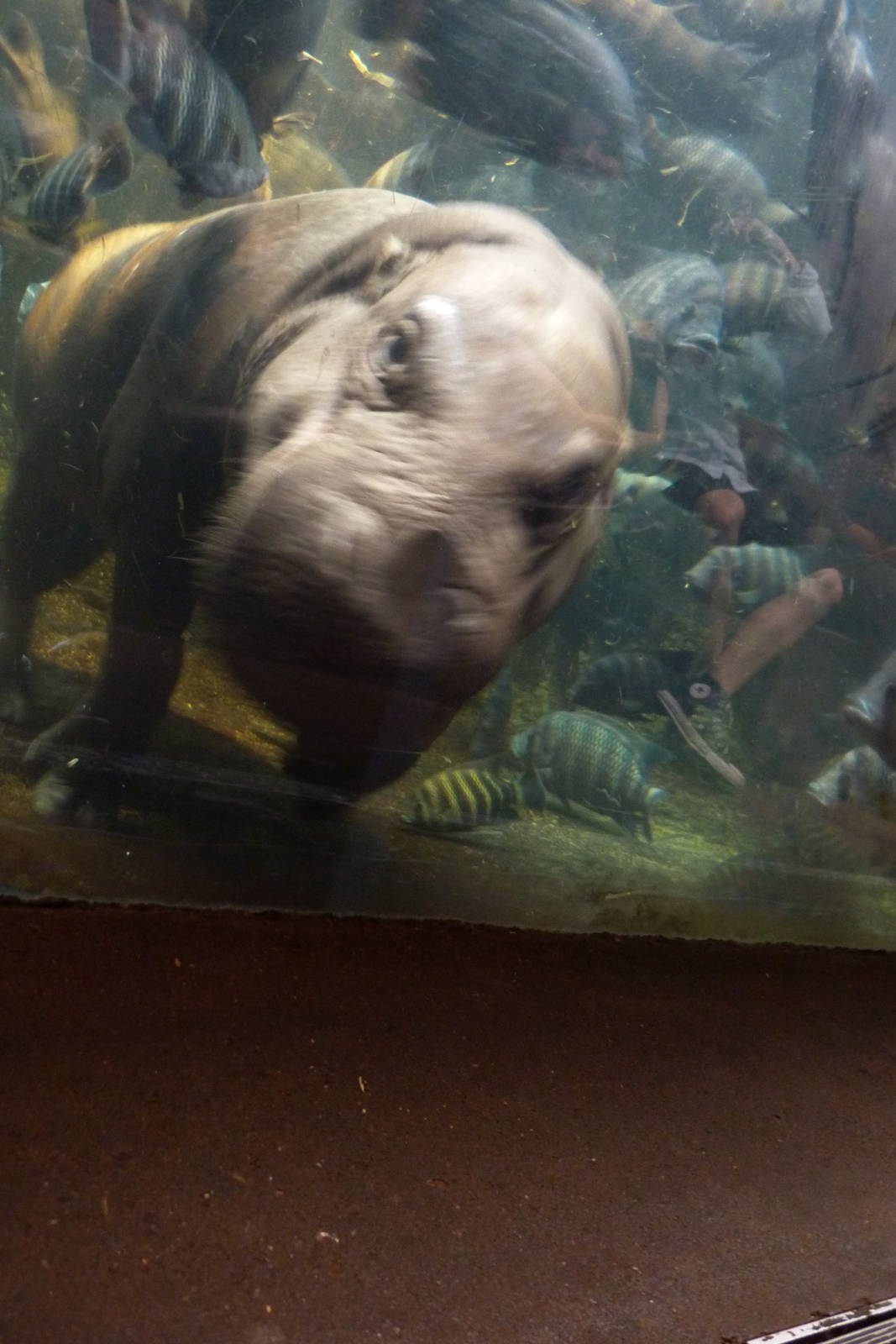 Pygmy Hippo (Regenstein African Journey), 5-2-12