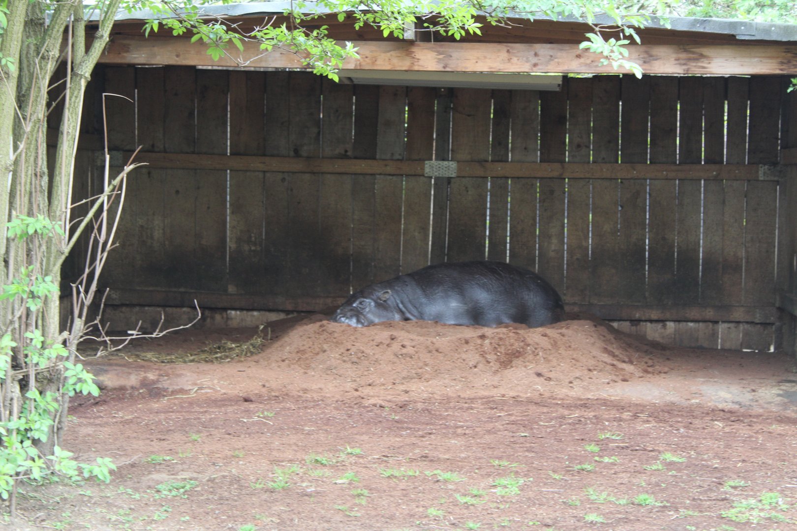 Pygmy Hippo resting in mound