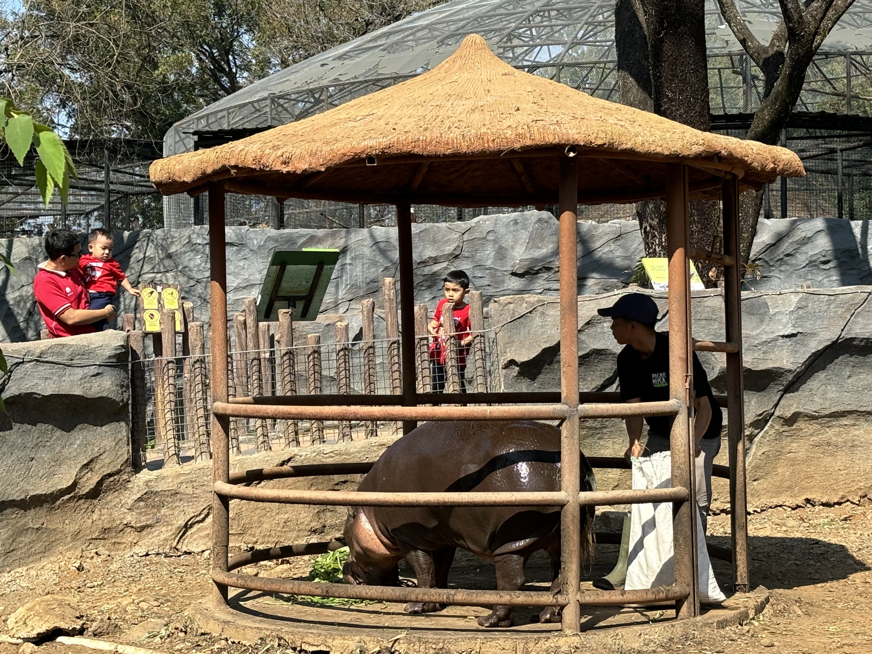 Pygmy Hippo (risky!) - Solo Safari