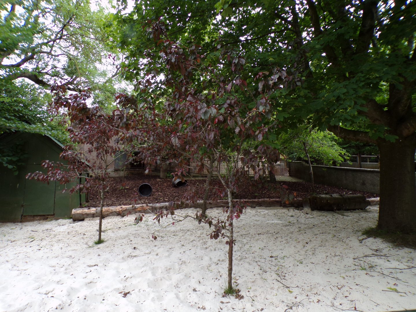 Pygmy hippo sandy area of enclosure 17.7.23