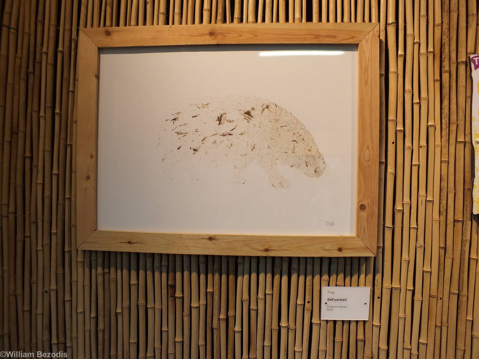 Pygmy Hippo Self Portrait