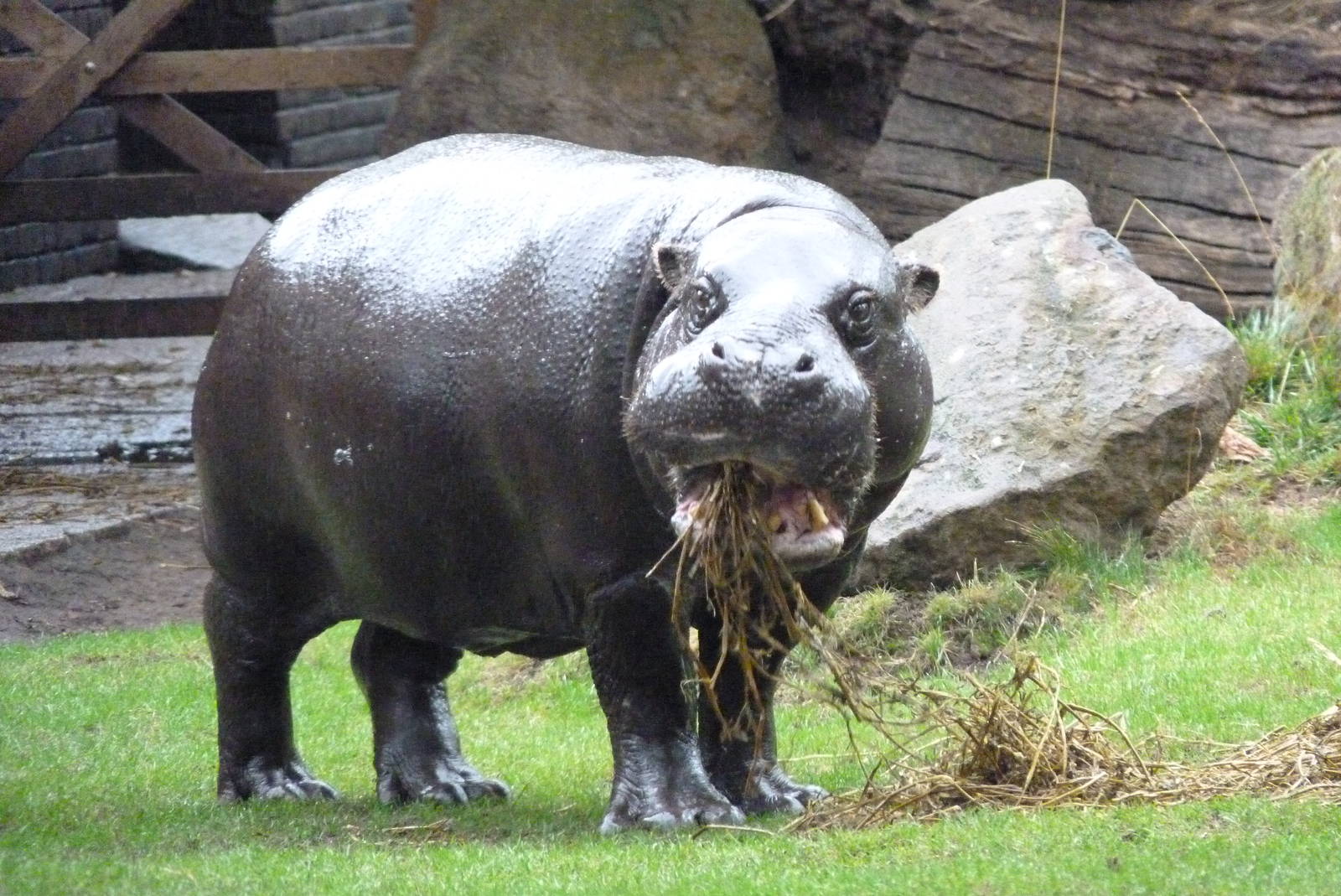 Pygmy Hippo, September 2016