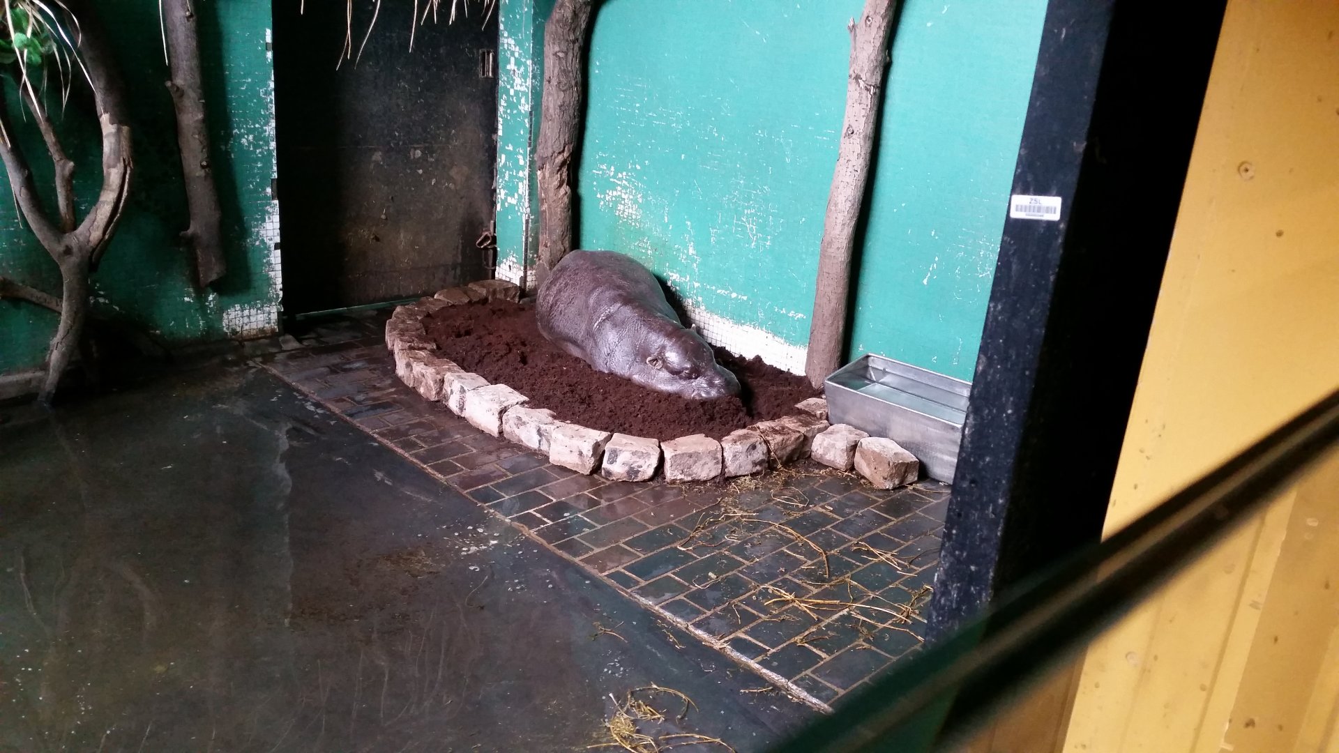 Pygmy Hippo, September 2018
