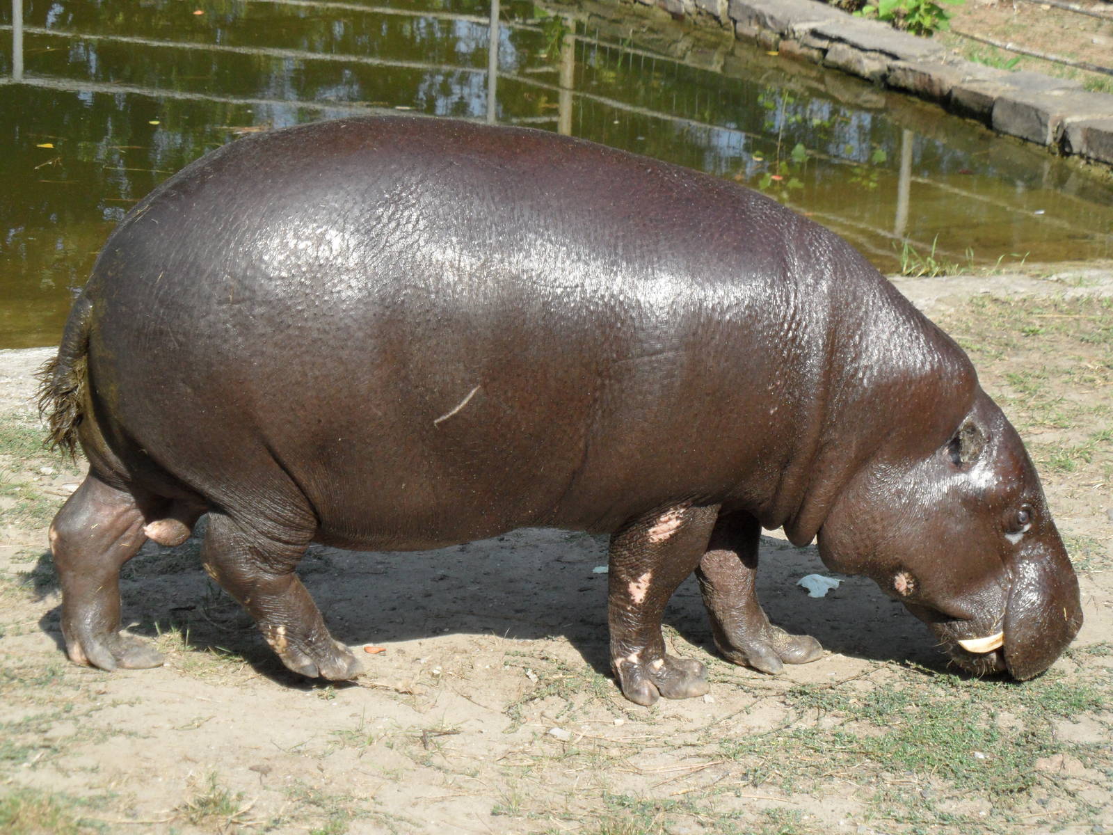 Pygmy hippo - side view