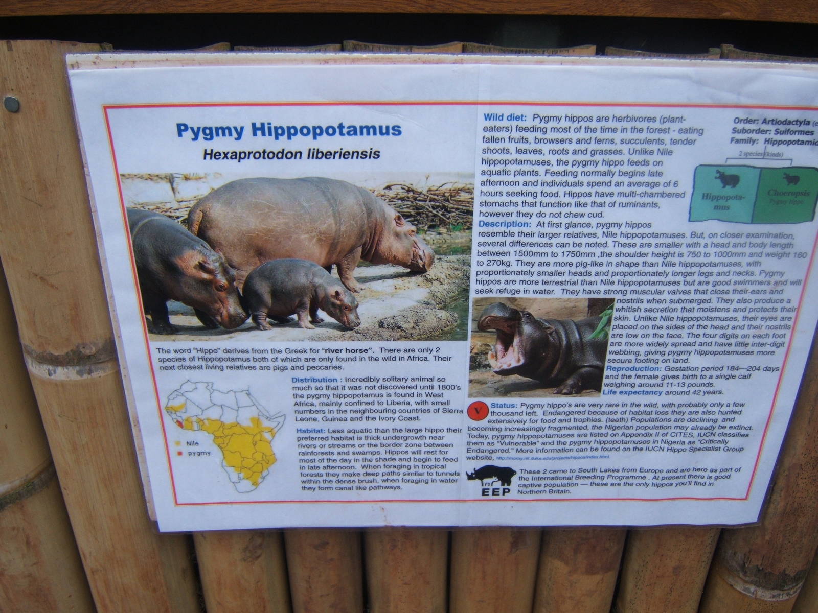 Pygmy Hippo sign