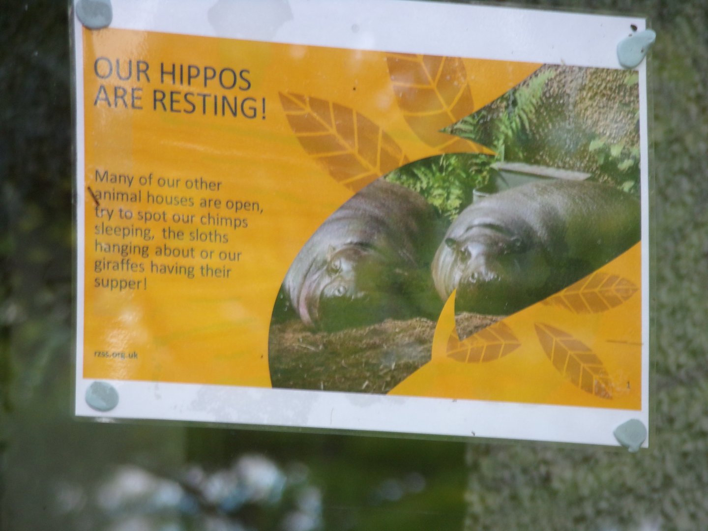 Pygmy hippo signage 17.7.23