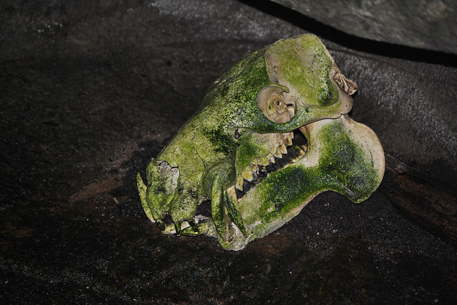 Pygmy hippo skull