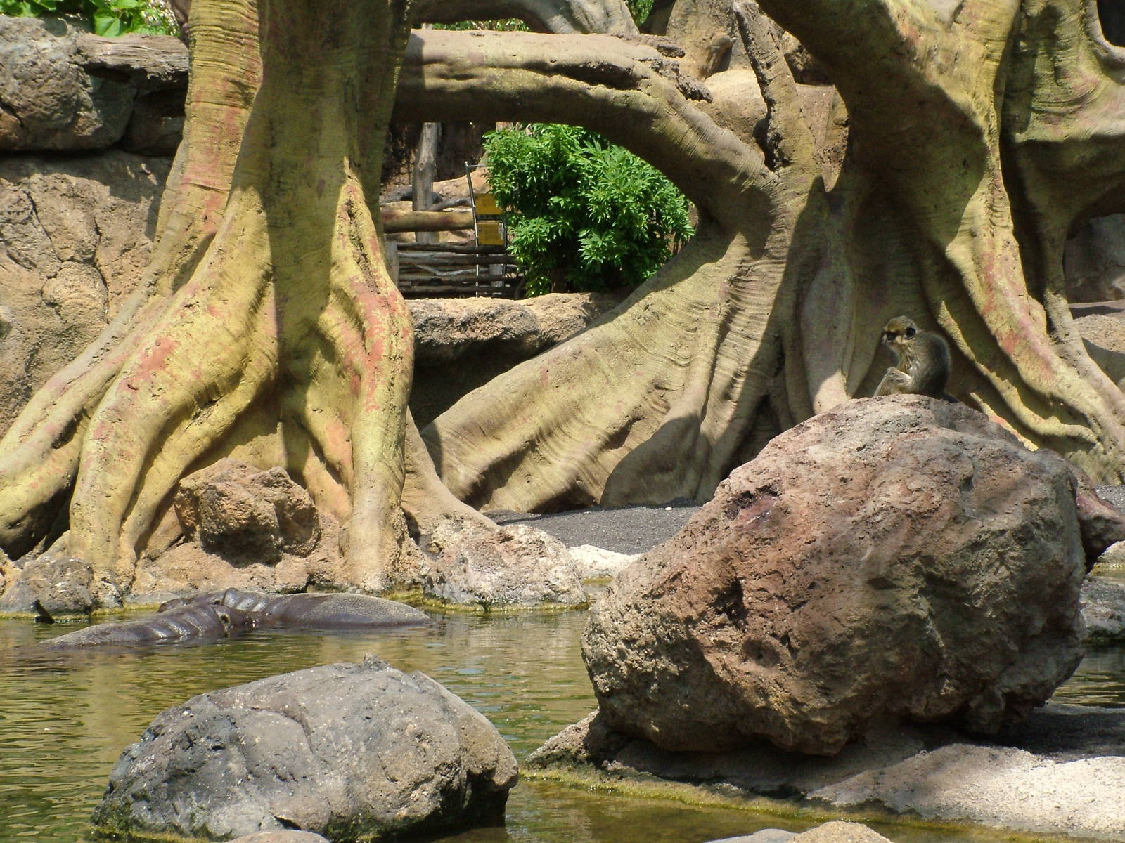 Pygmy Hippo/Southern Talapoin at Bioparc Valencia, 28/05/11