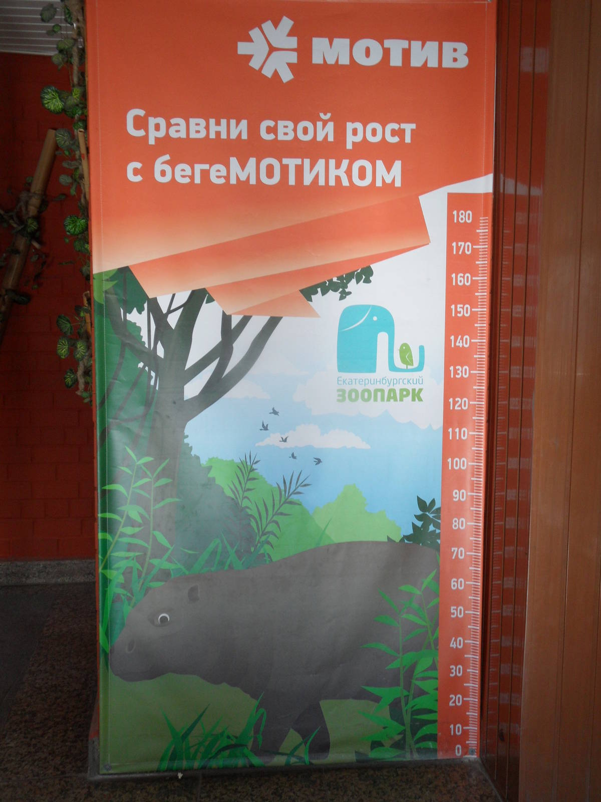 Pygmy hippo stadiometer