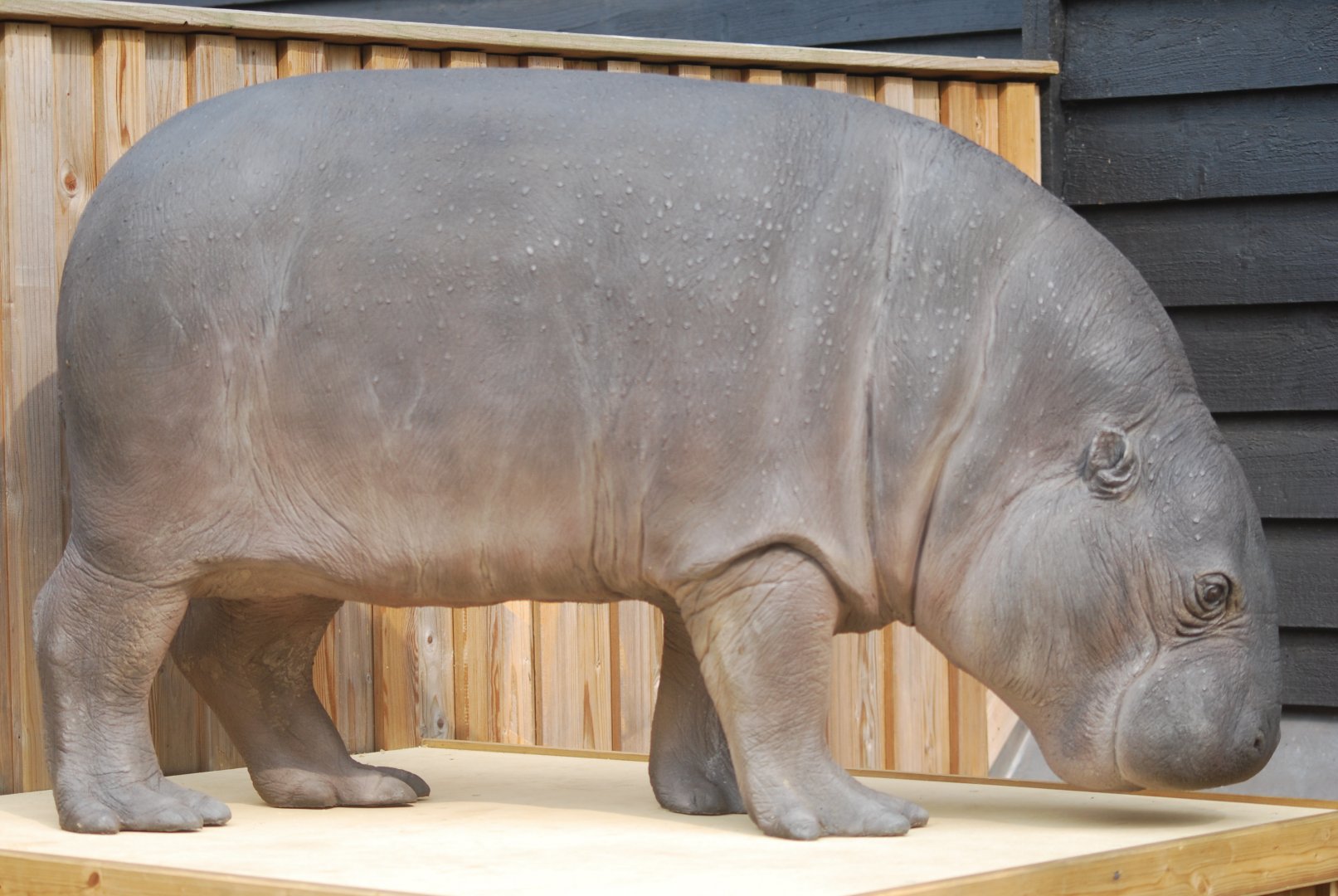 Pygmy hippo statue - 19/8/2024