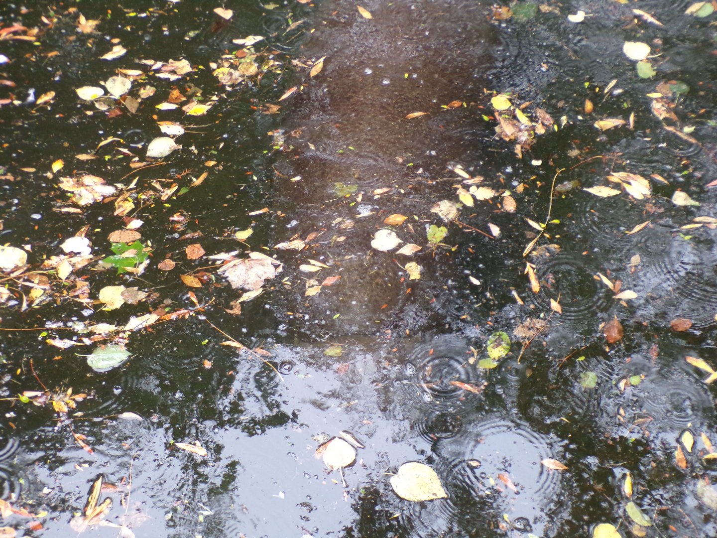 Pygmy hippo submerged 25.8.24