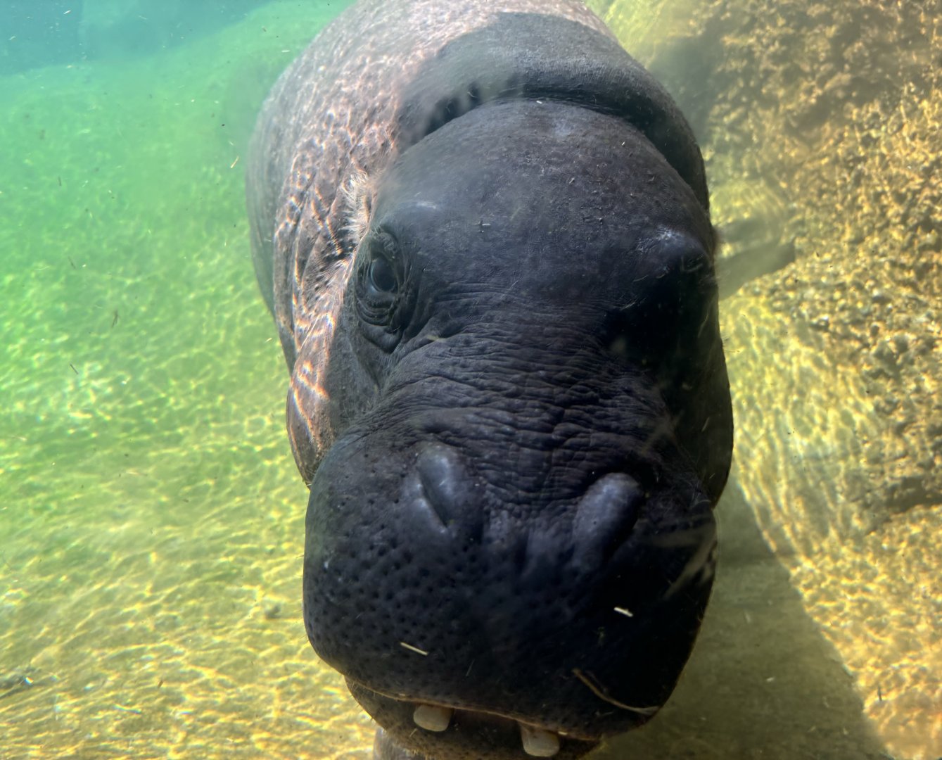 Pygmy Hippo Swimming