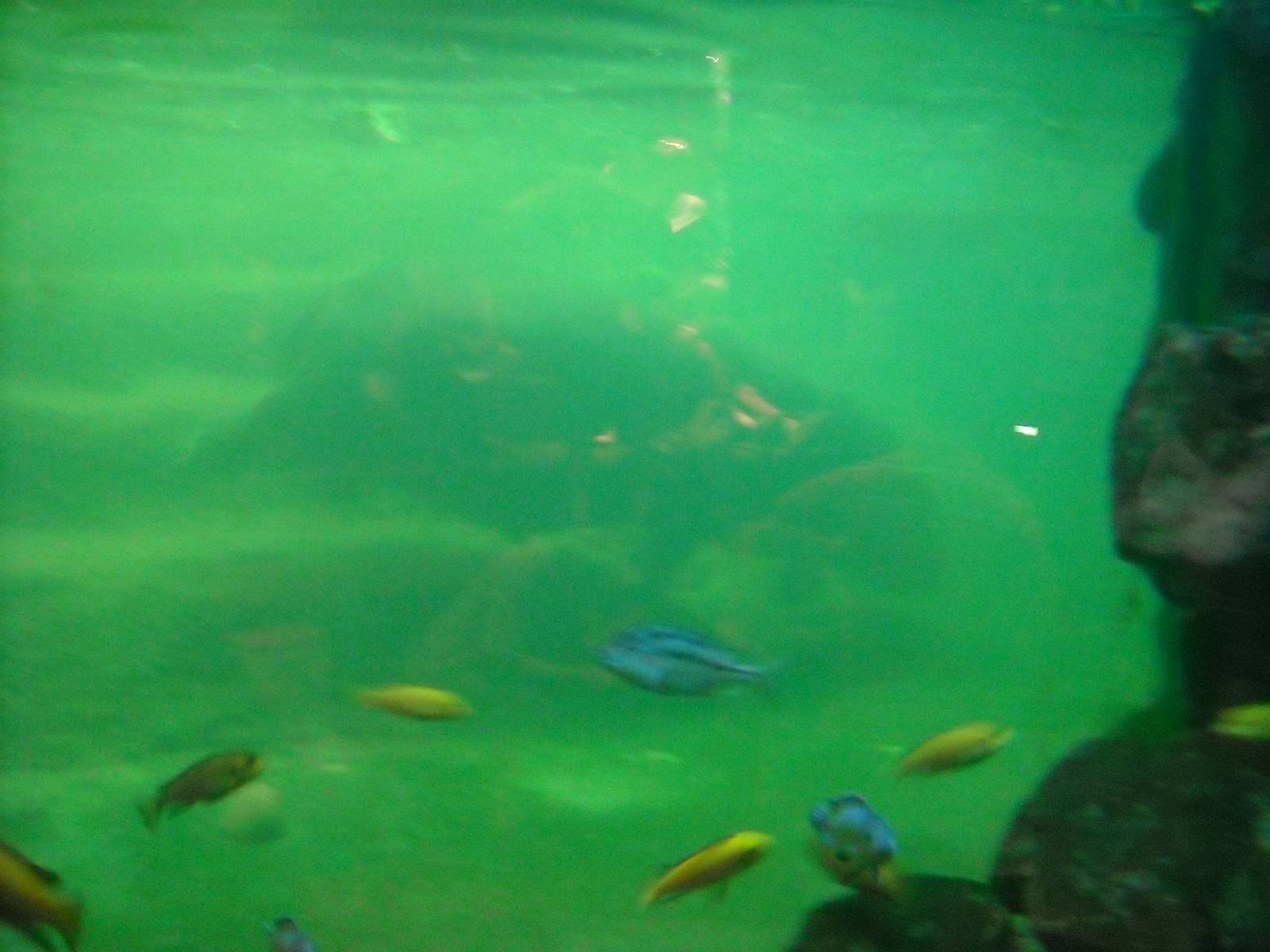 Pygmy hippo underwater view