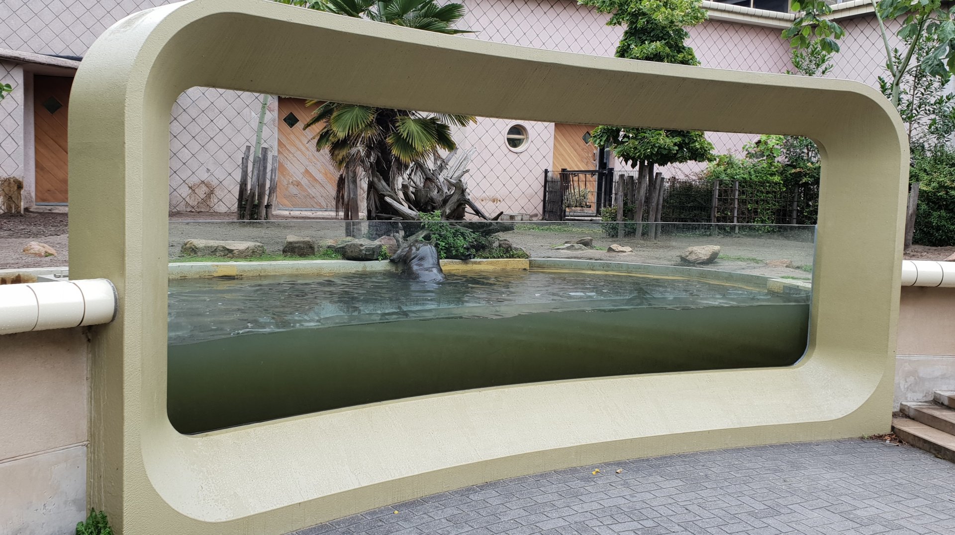 Pygmy hippo underwater-viewing