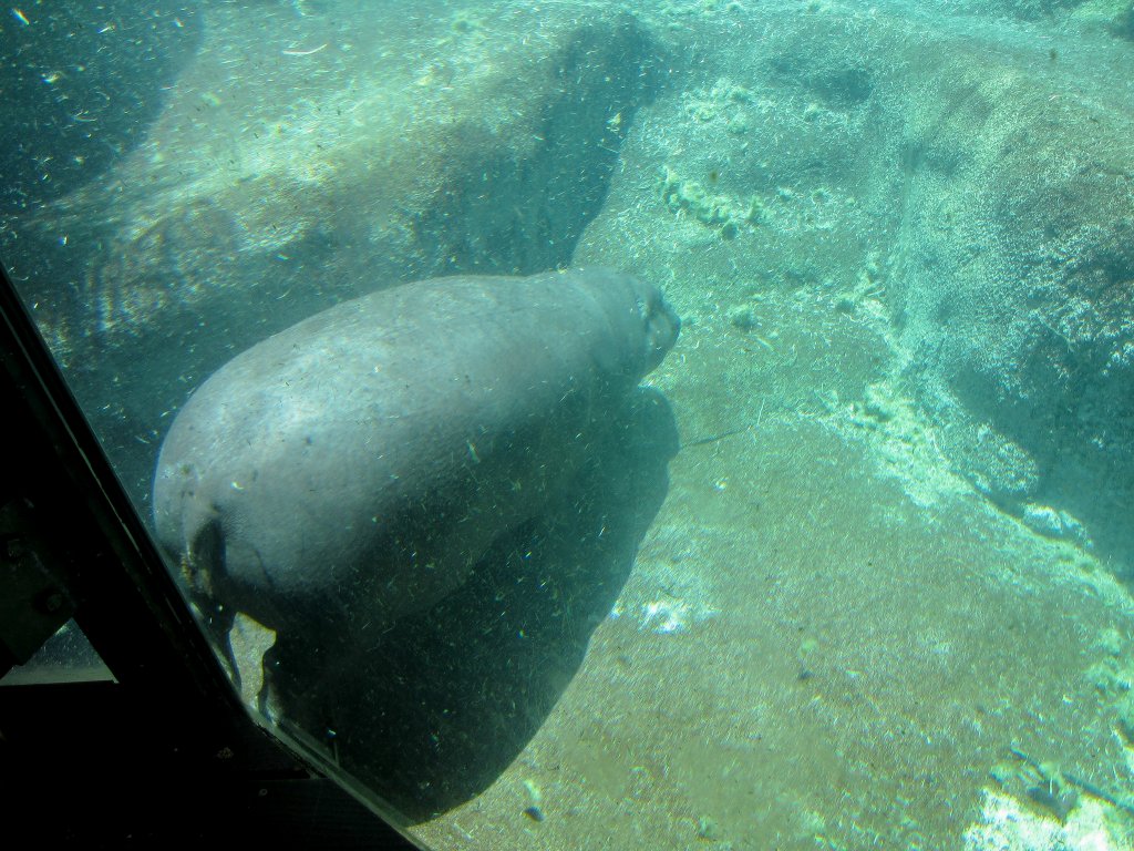 Pygmy Hippo underwater