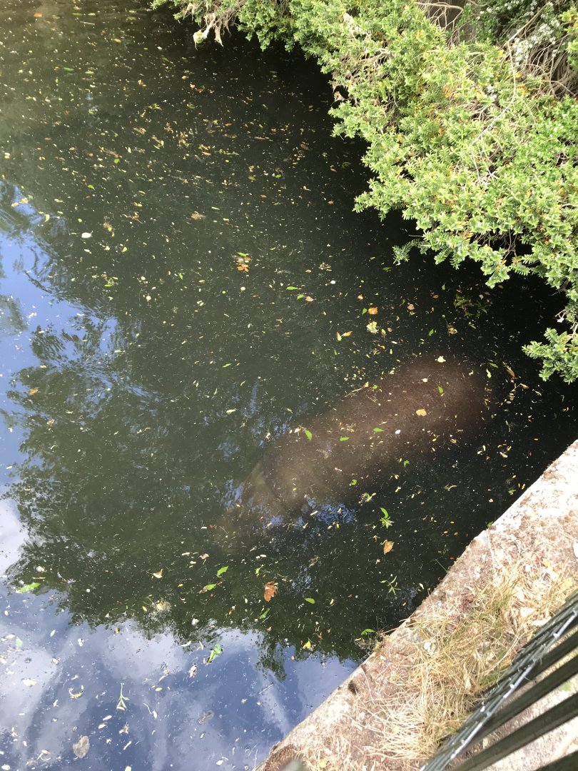 Pygmy hippo underwater