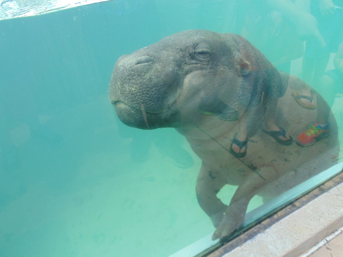 pygmy hippo up close and personal