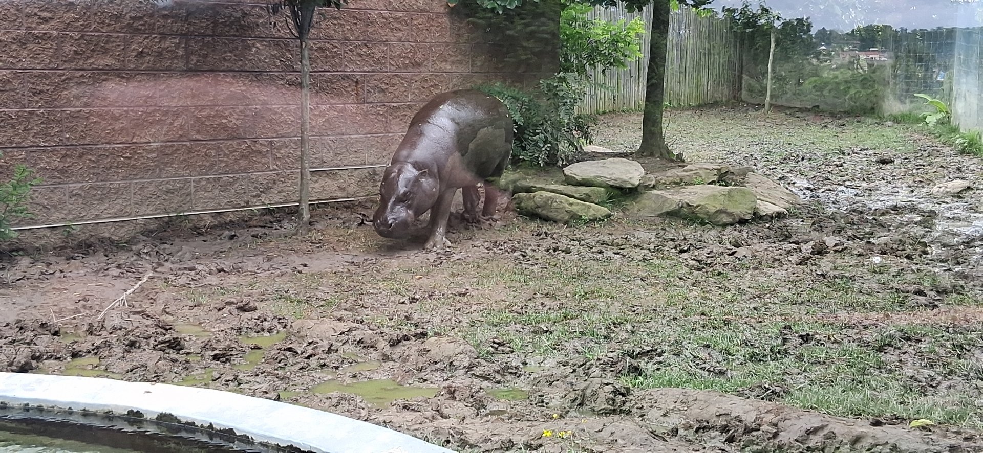 Pygmy hippo walks in the mud at the pittsburgh zoo
