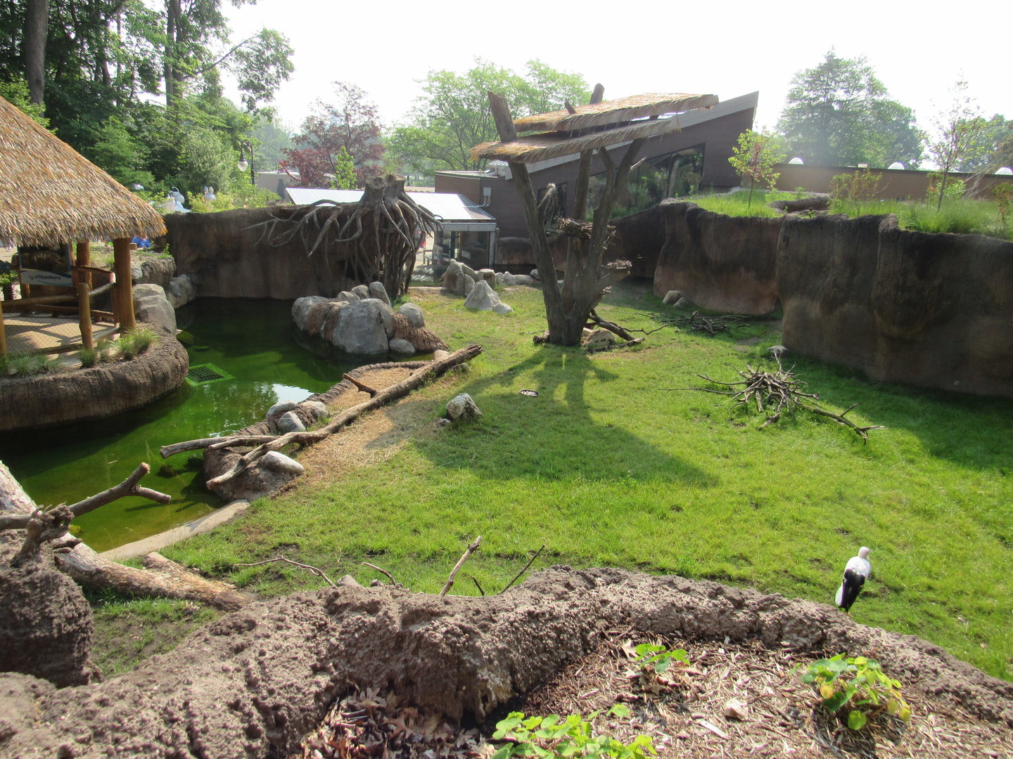 Pygmy Hippo/White Stork Exhibit - 6/18/23