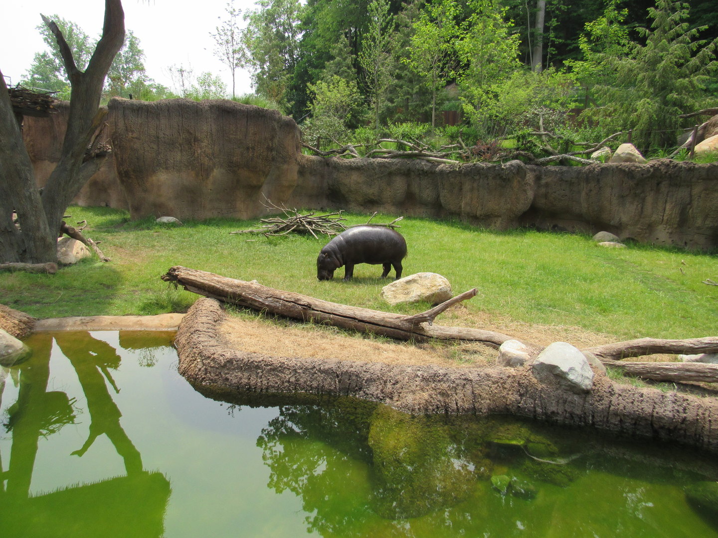 Pygmy Hippo/White Stork Exhibit (middle) - 6/18/23