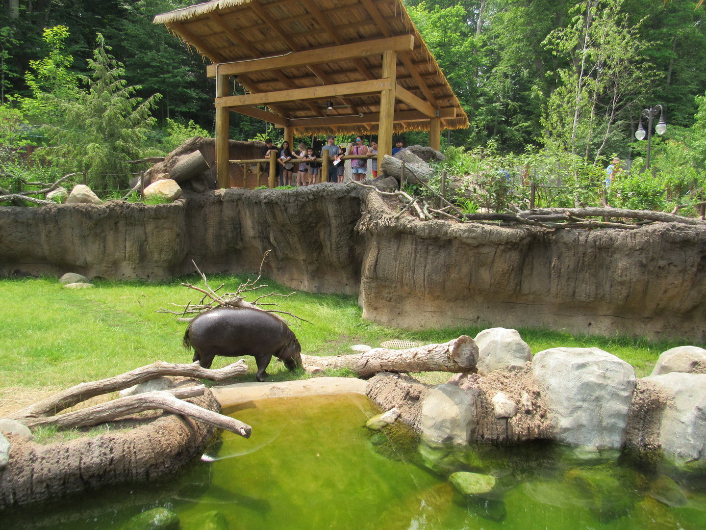 Pygmy Hippo/White Stork Exhibit (right side) - 6/18/23