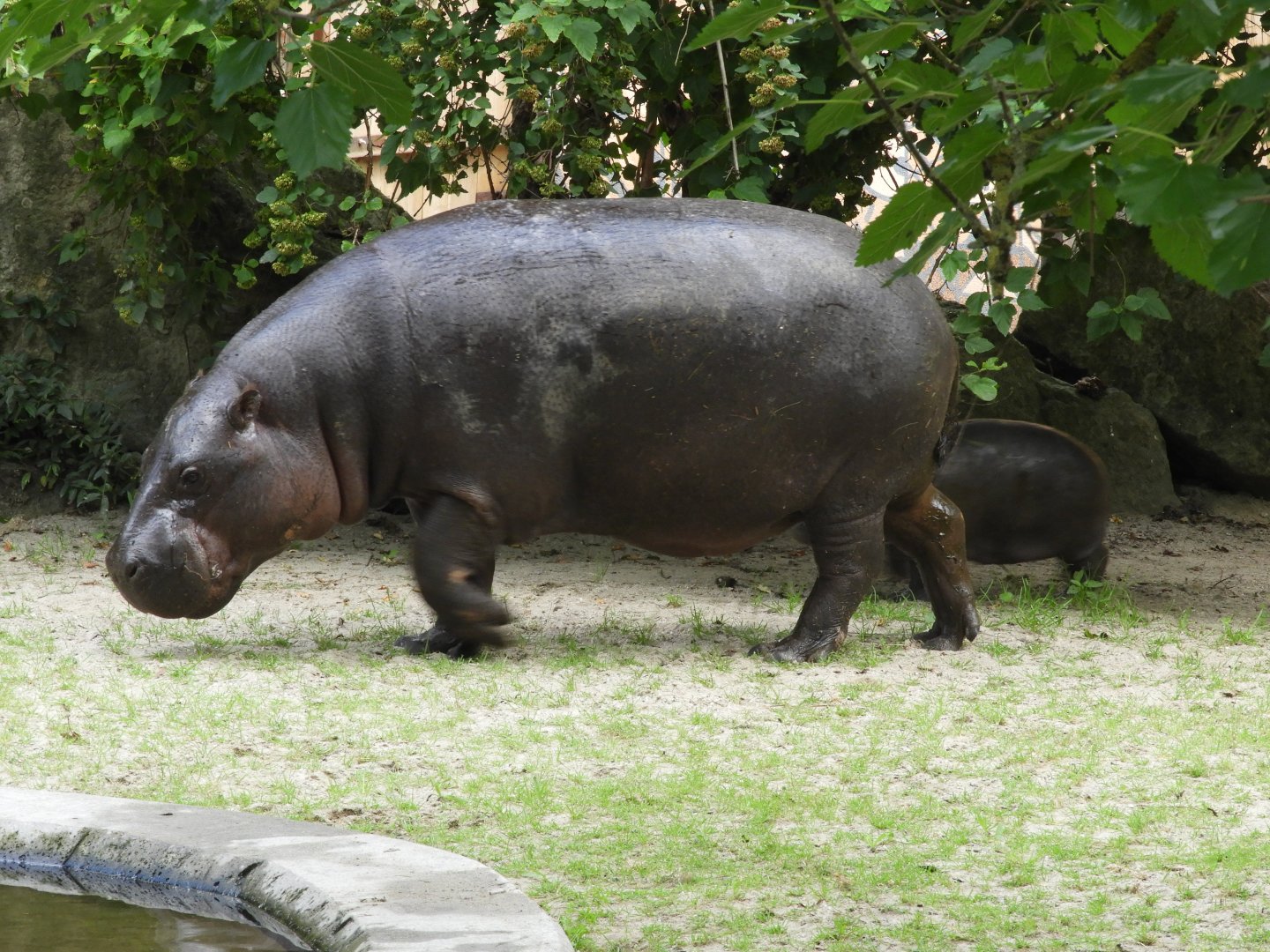 Pygmy hippo with baby