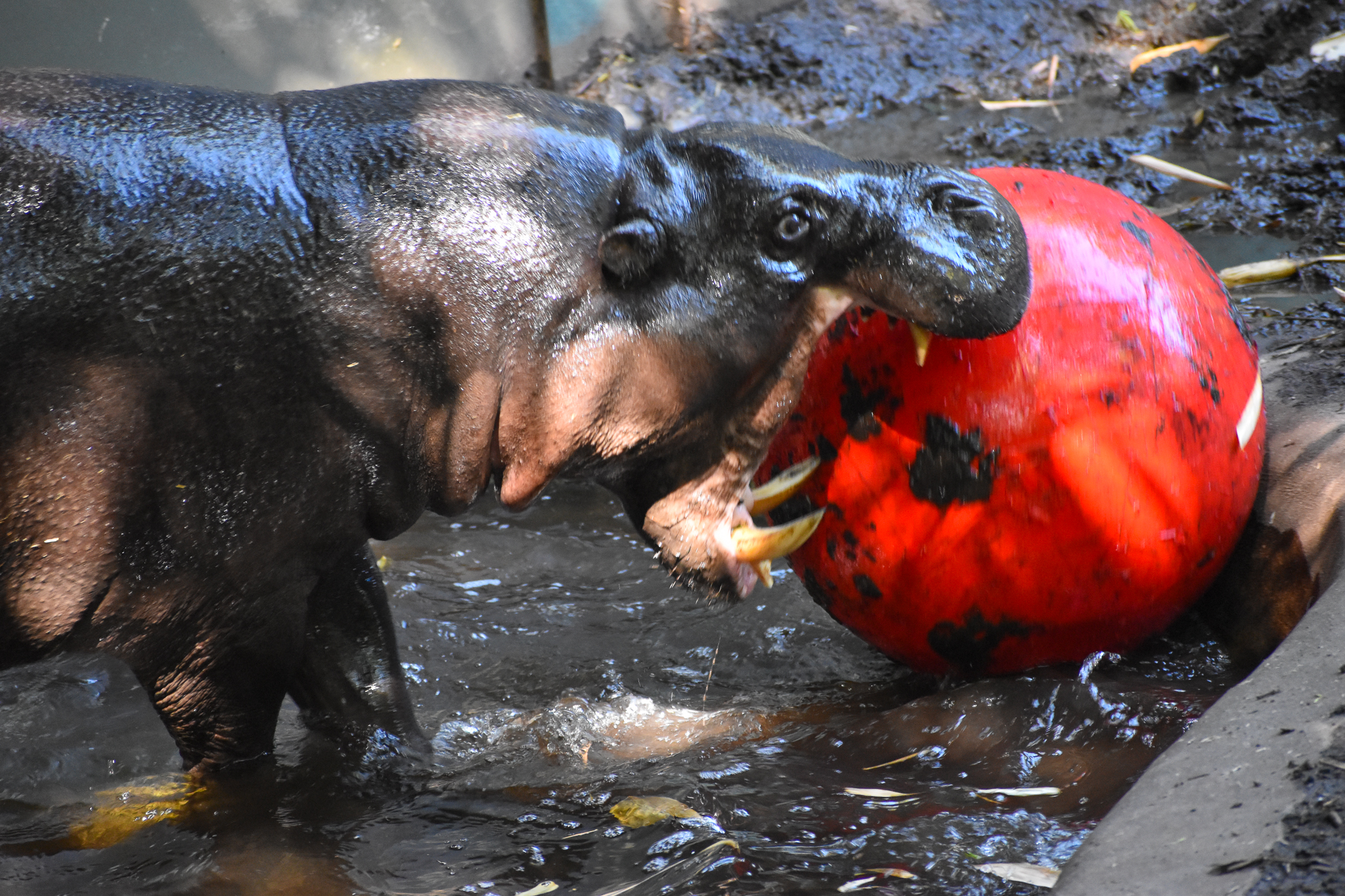 Pygmy Hippo with ball