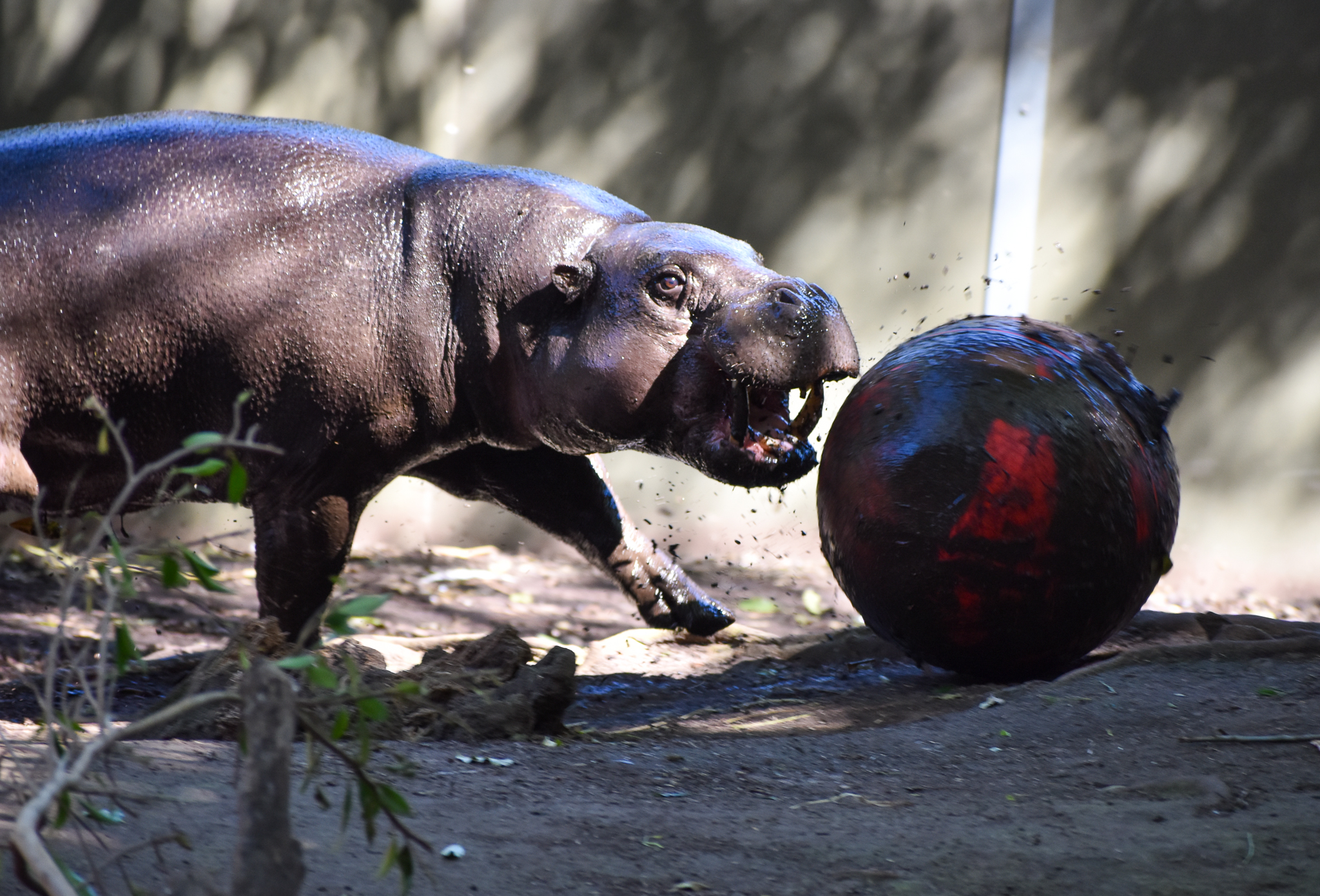 Pygmy Hippo with ball