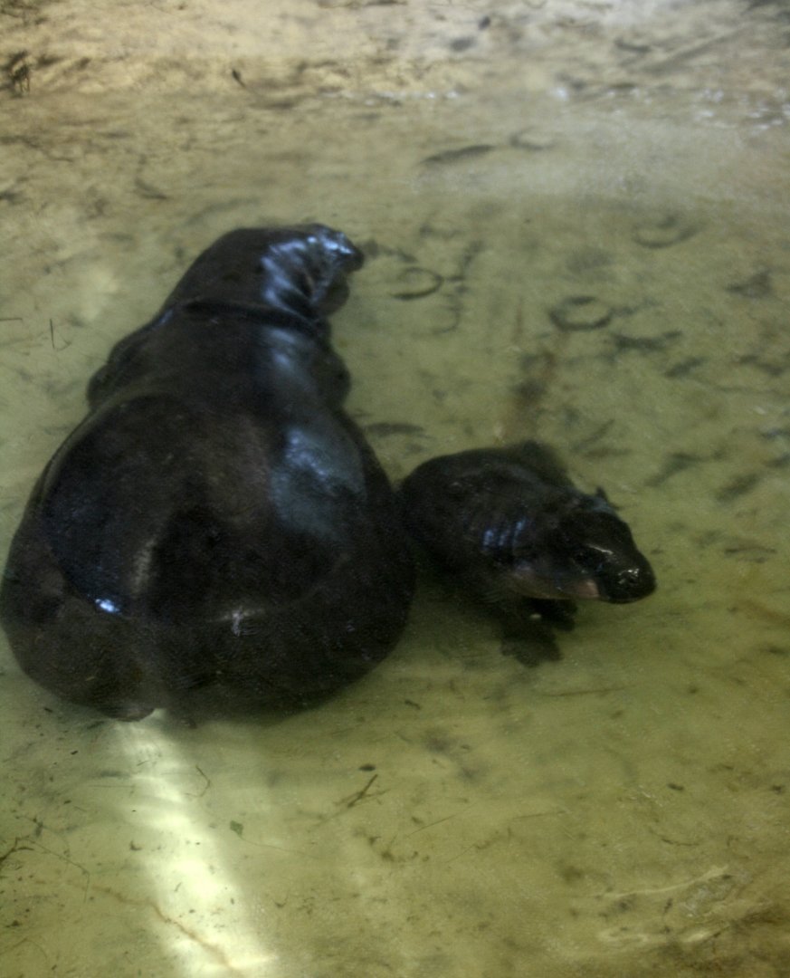 Pygmy hippo with her male calf