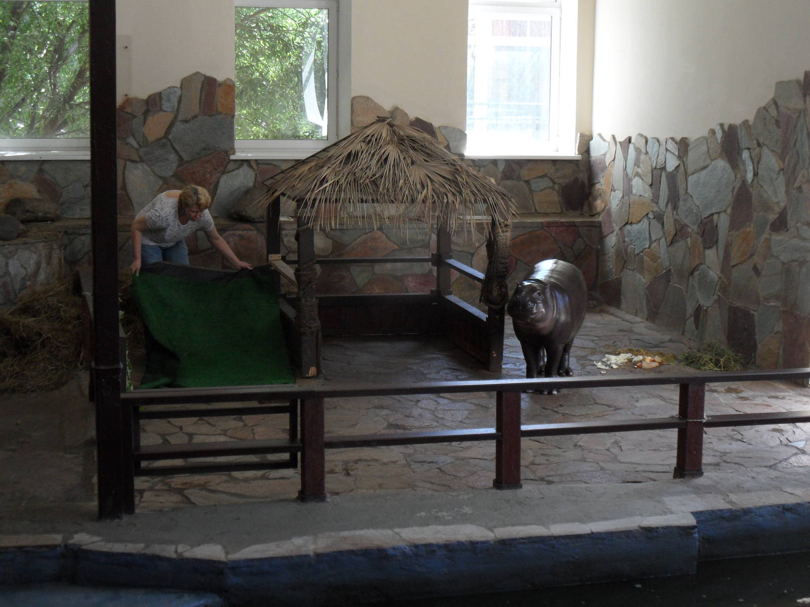 Pygmy hippo with keeper