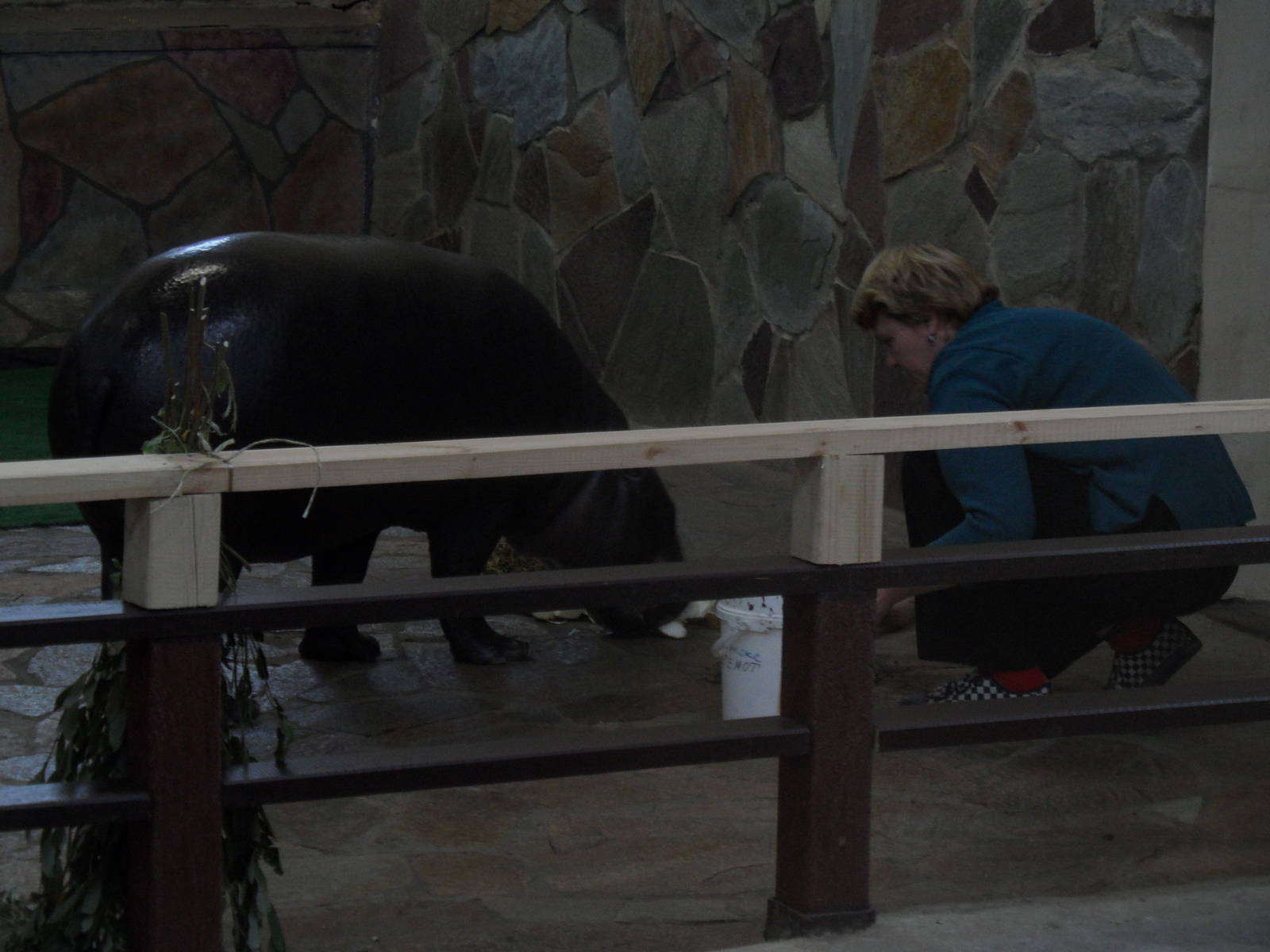 Pygmy hippo with keeper
