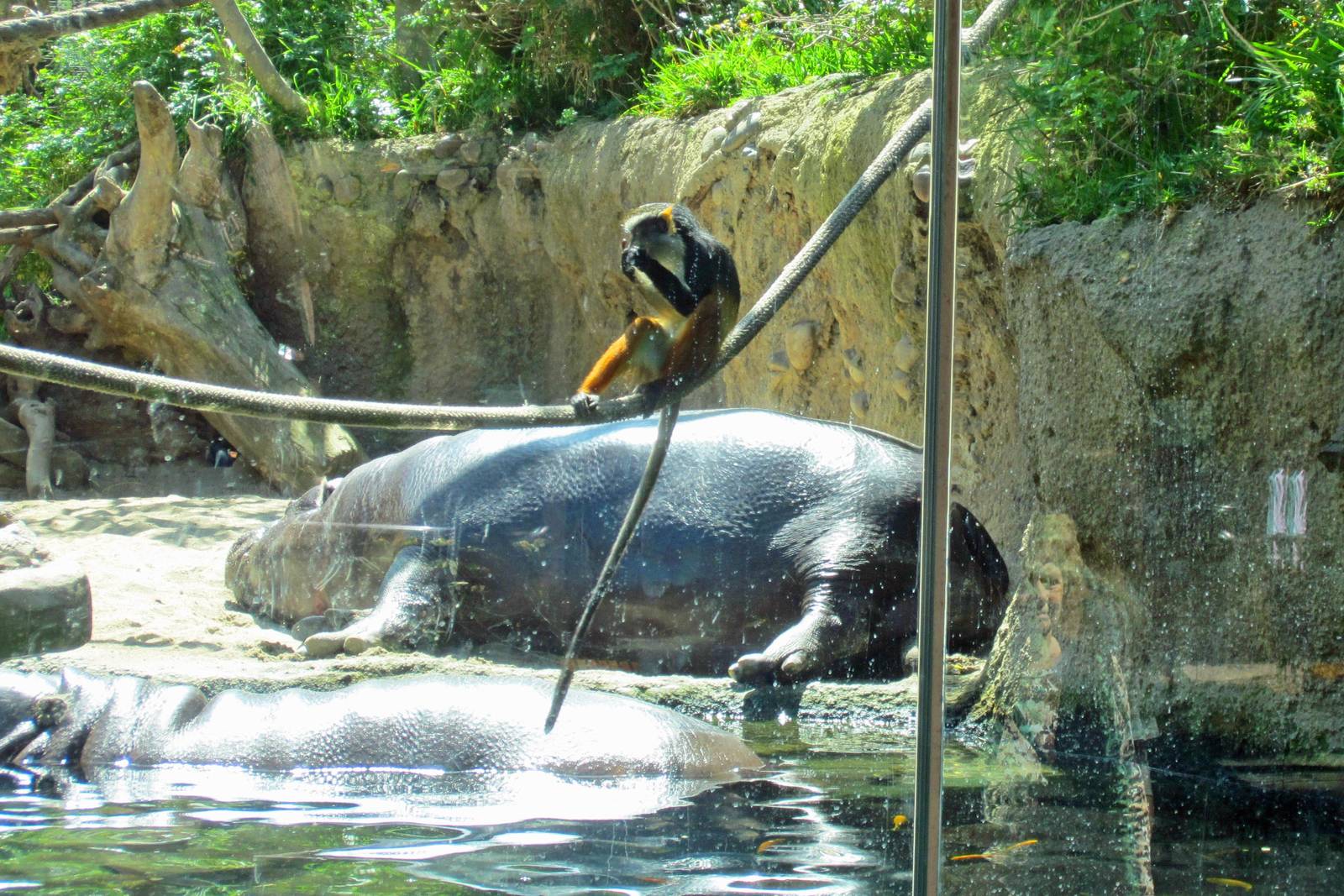 Pygmy hippo with Wolfs guenons