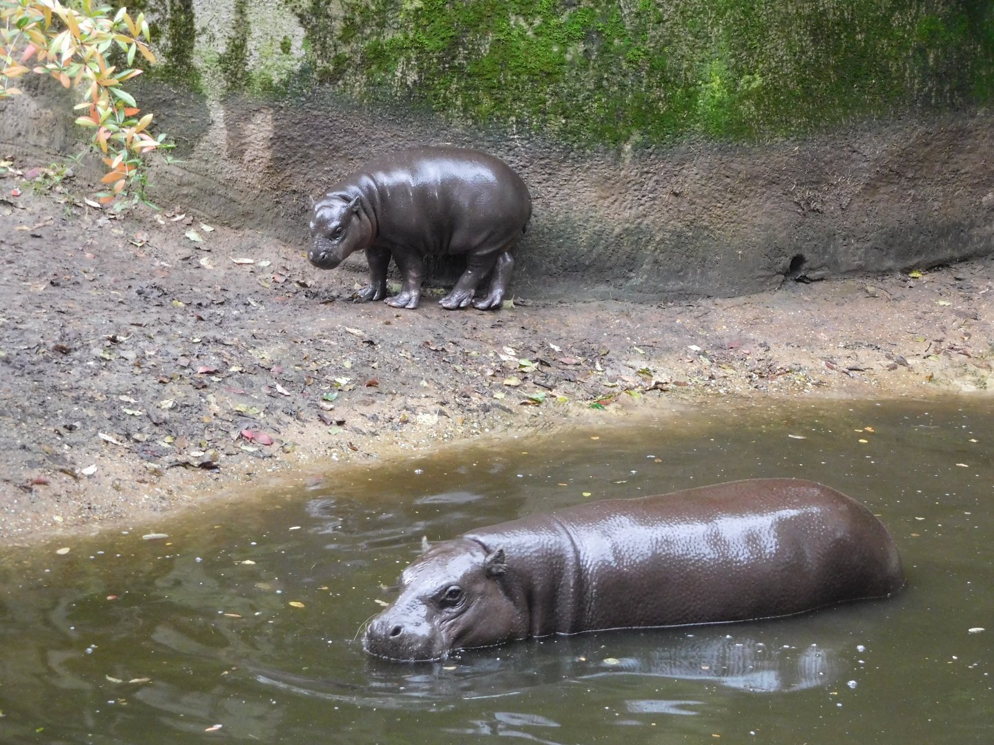 Pygmy hippo with young