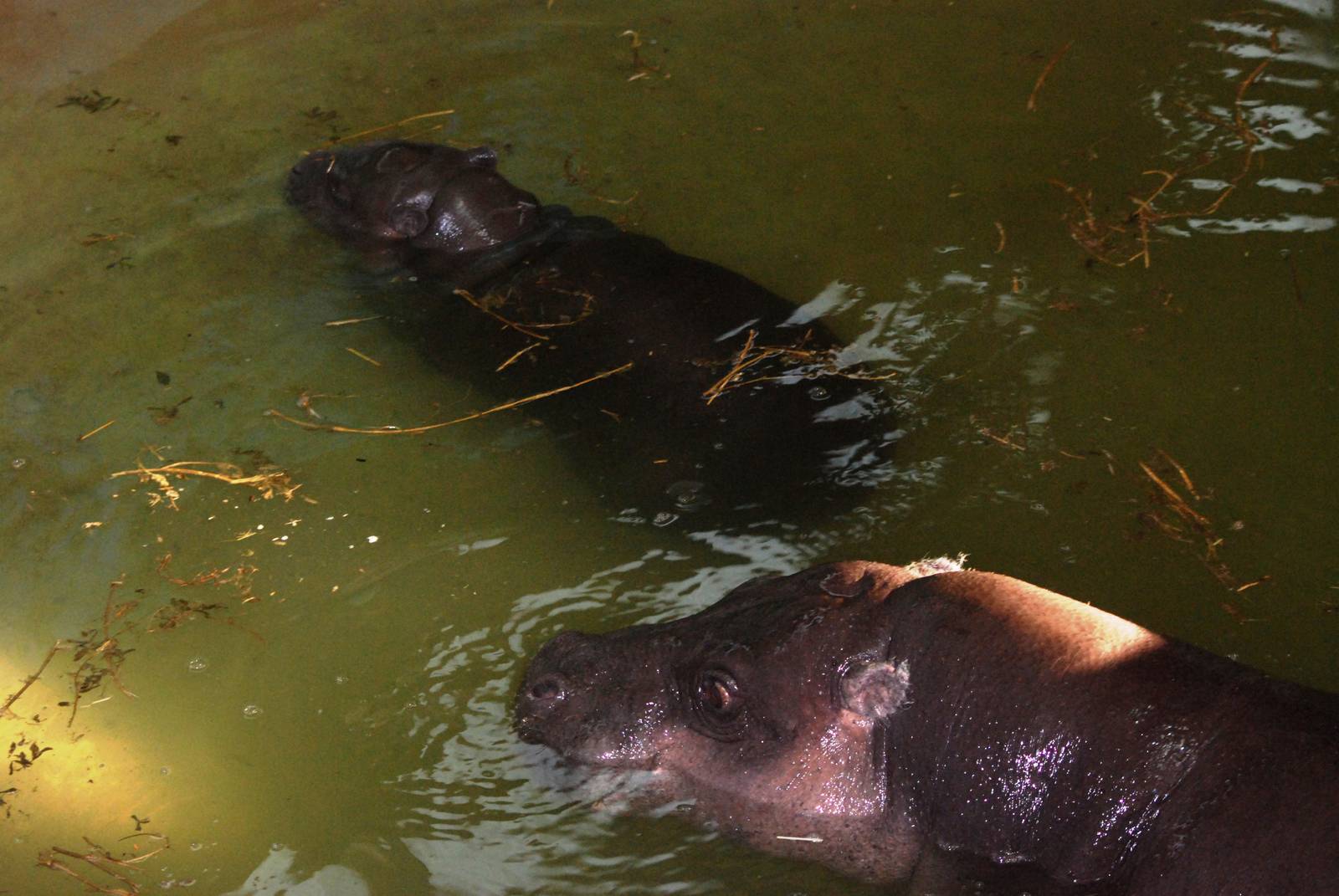 Pygmy Hippo with Youngster at Whipsnade, 07/12/12