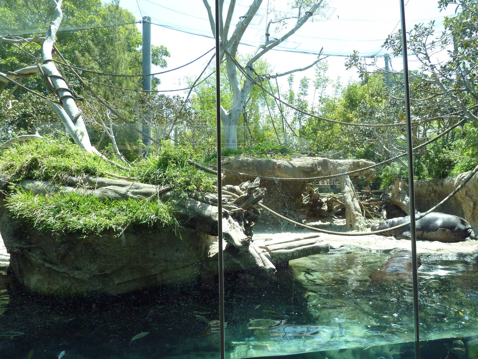 Pygmy Hippo/Wolf's Guenon Exhibit
