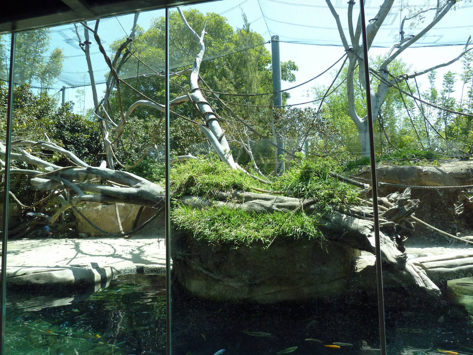 Pygmy Hippo/Wolf's Guenon Exhibit