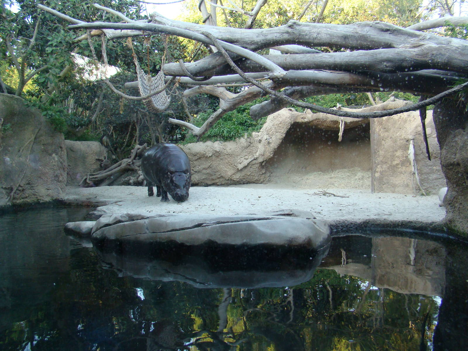 Pygmy Hippo/Wolf's Guenon exhibit