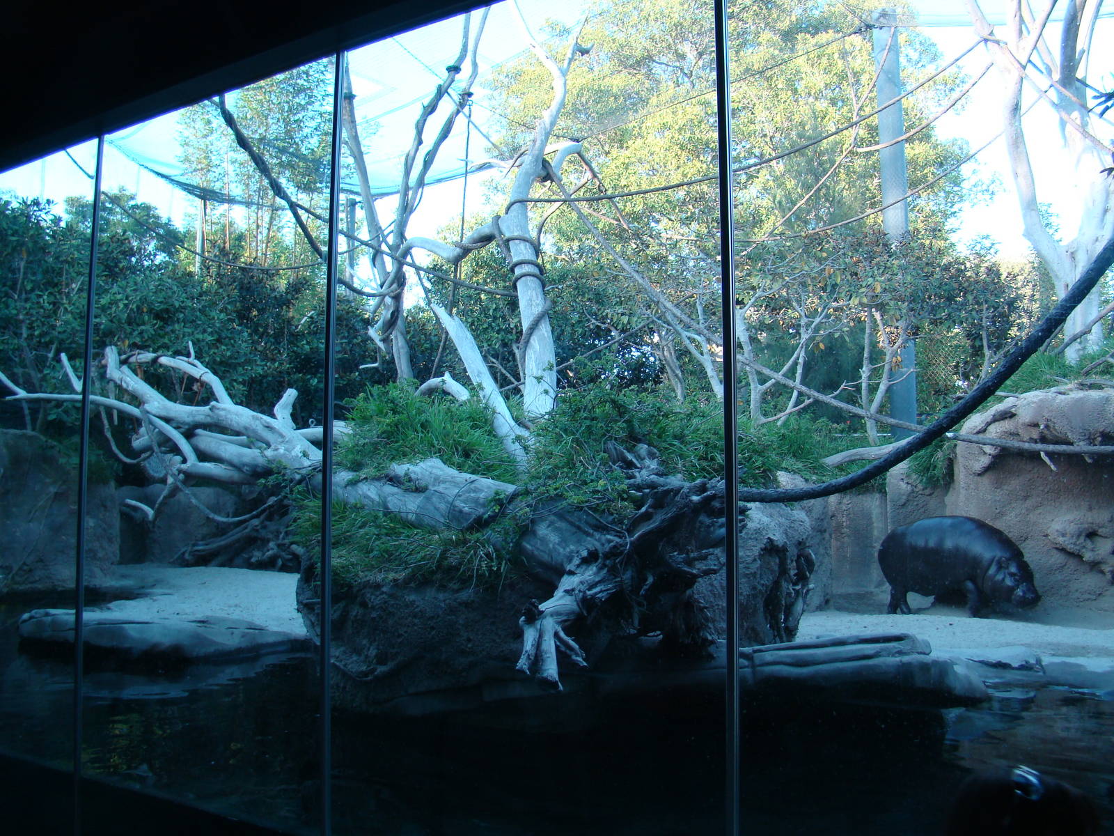 Pygmy Hippo/Wolf's Guenon exhibit