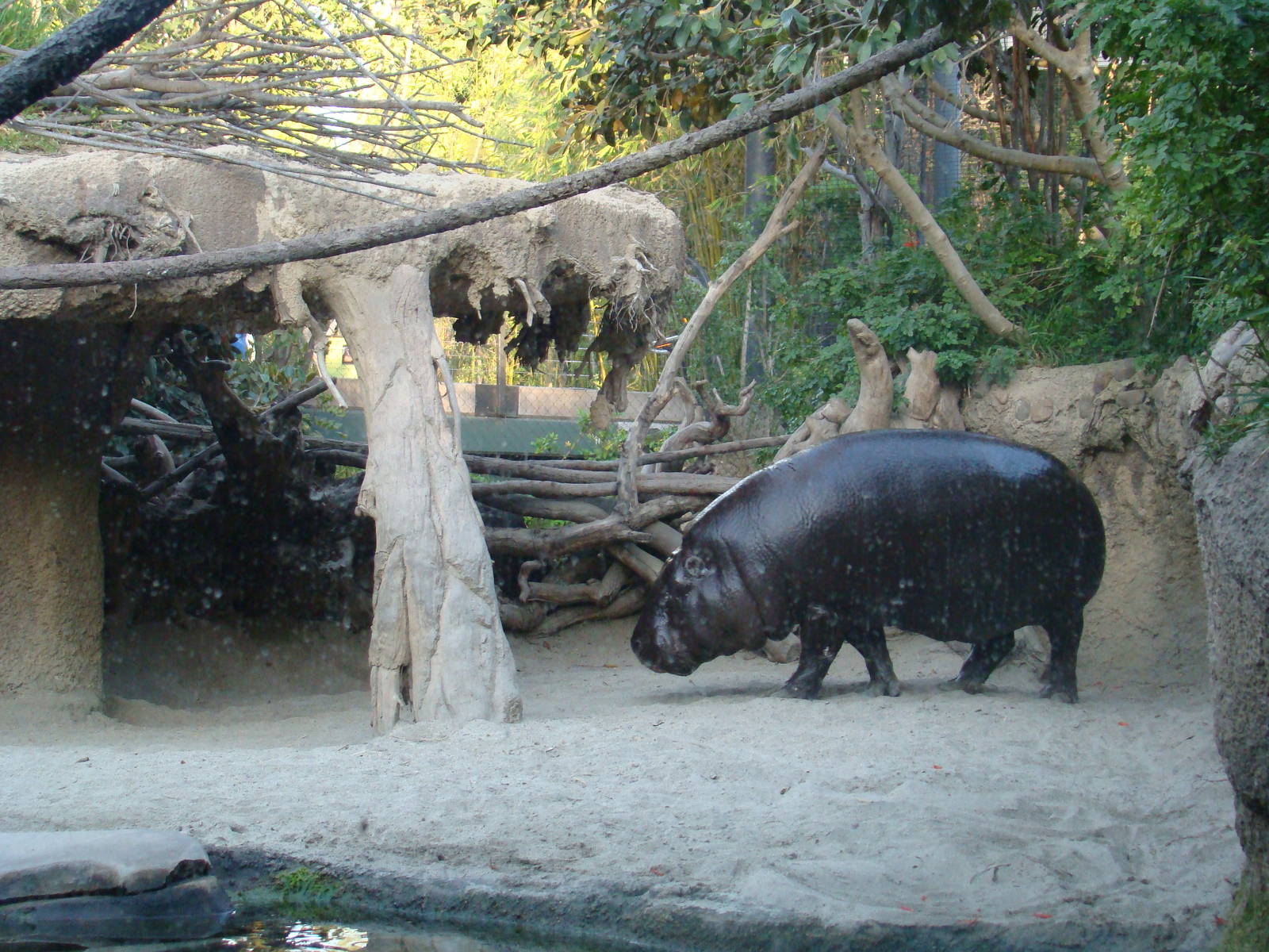 Pygmy Hippo/Wolf's Guenon exhibit